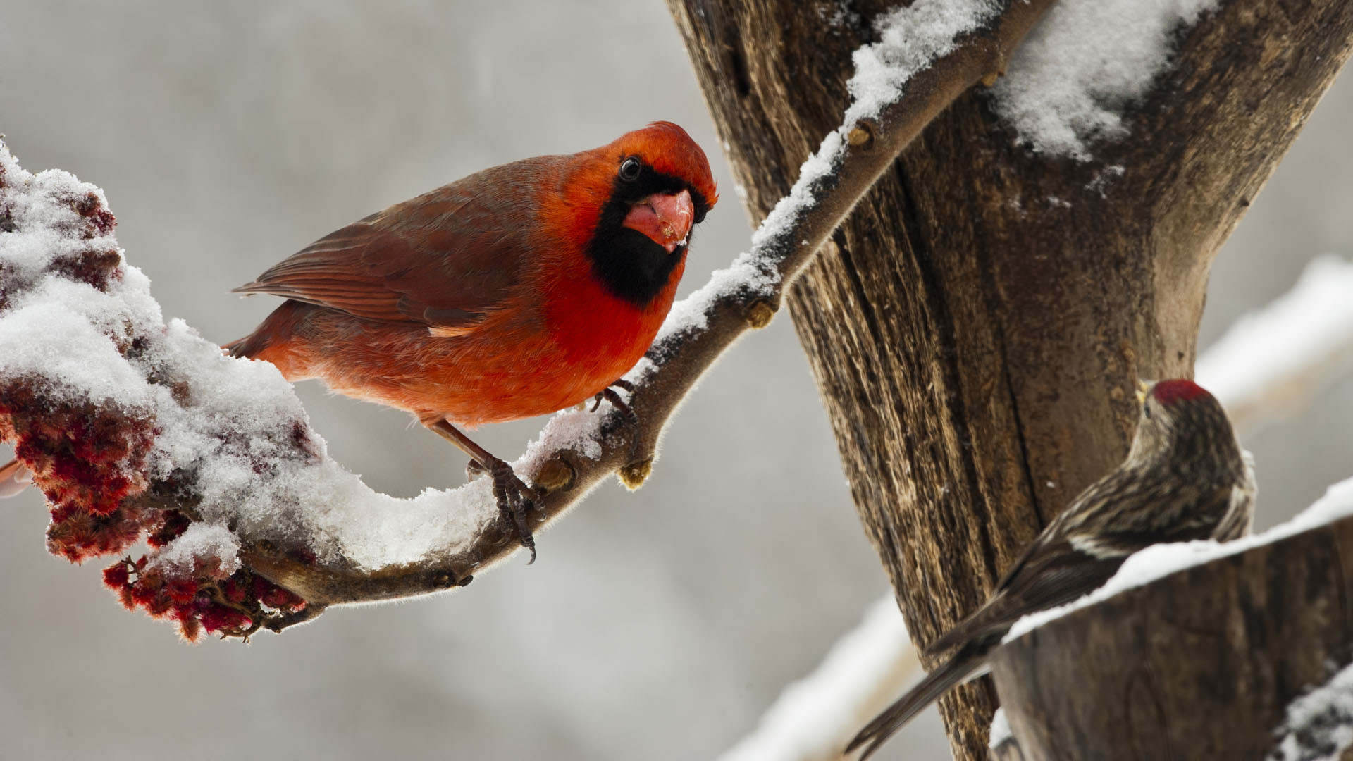 1920x1080 2120x2116 Cardinal Birds in Snow Wallpaper 38
