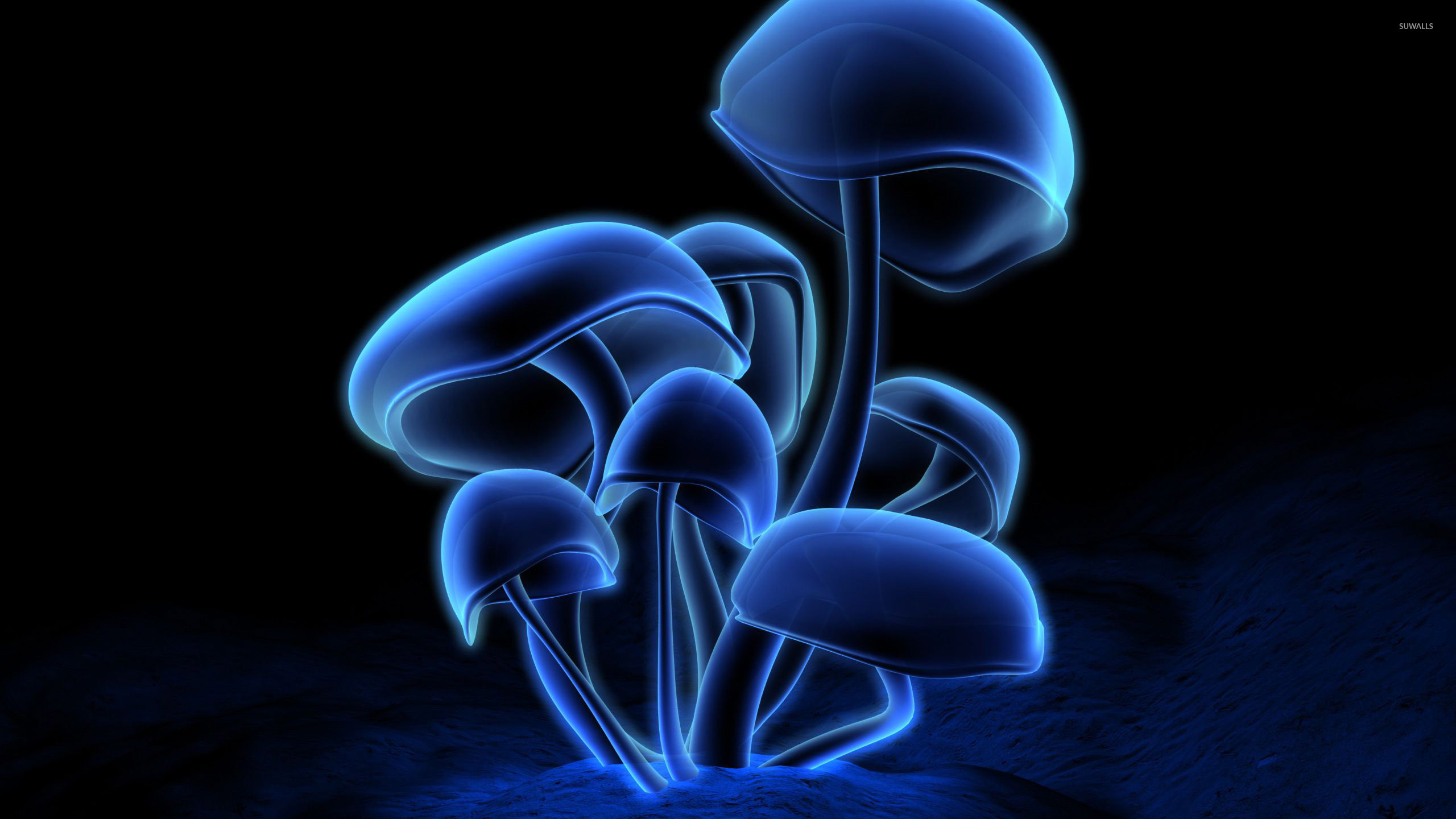 2560x1440 Neon mushrooms wallpaper  jpg
