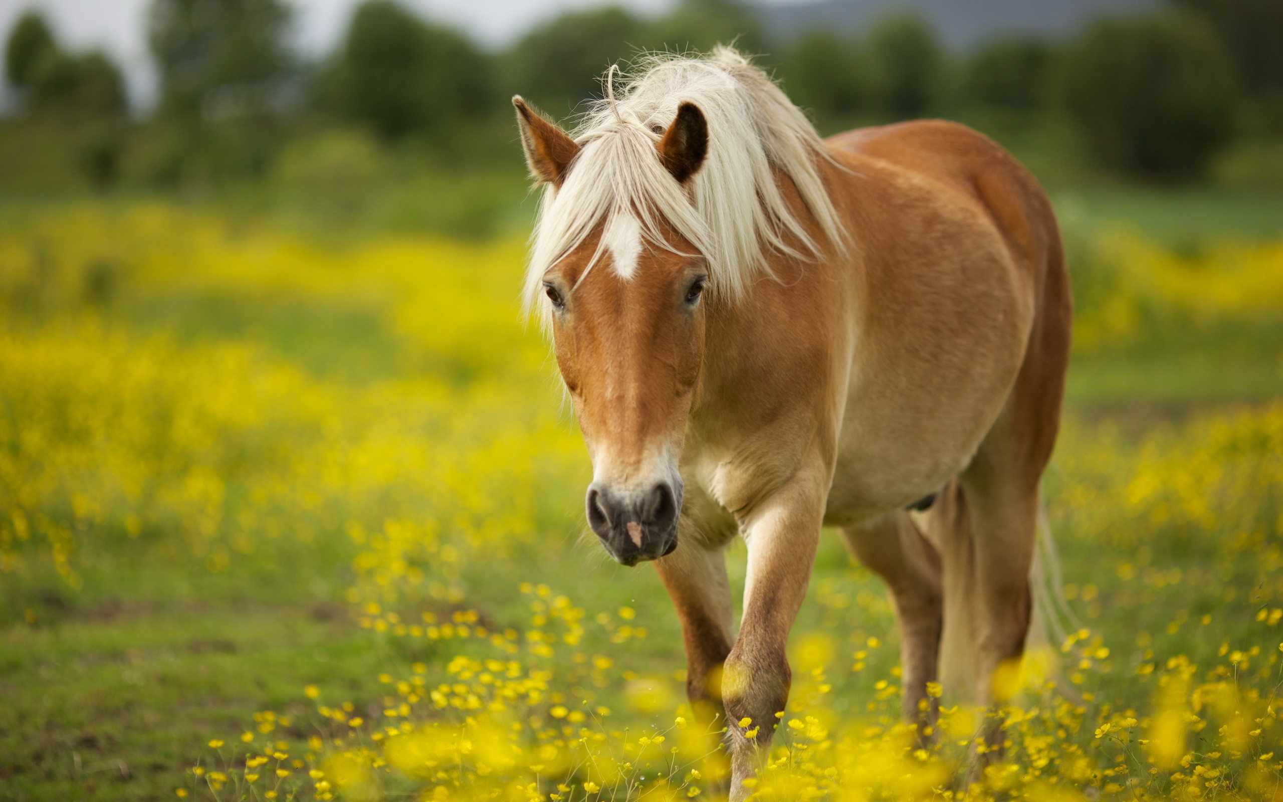 2560x1600 download cute horse wallpaper which is under the horse wallpapers 
