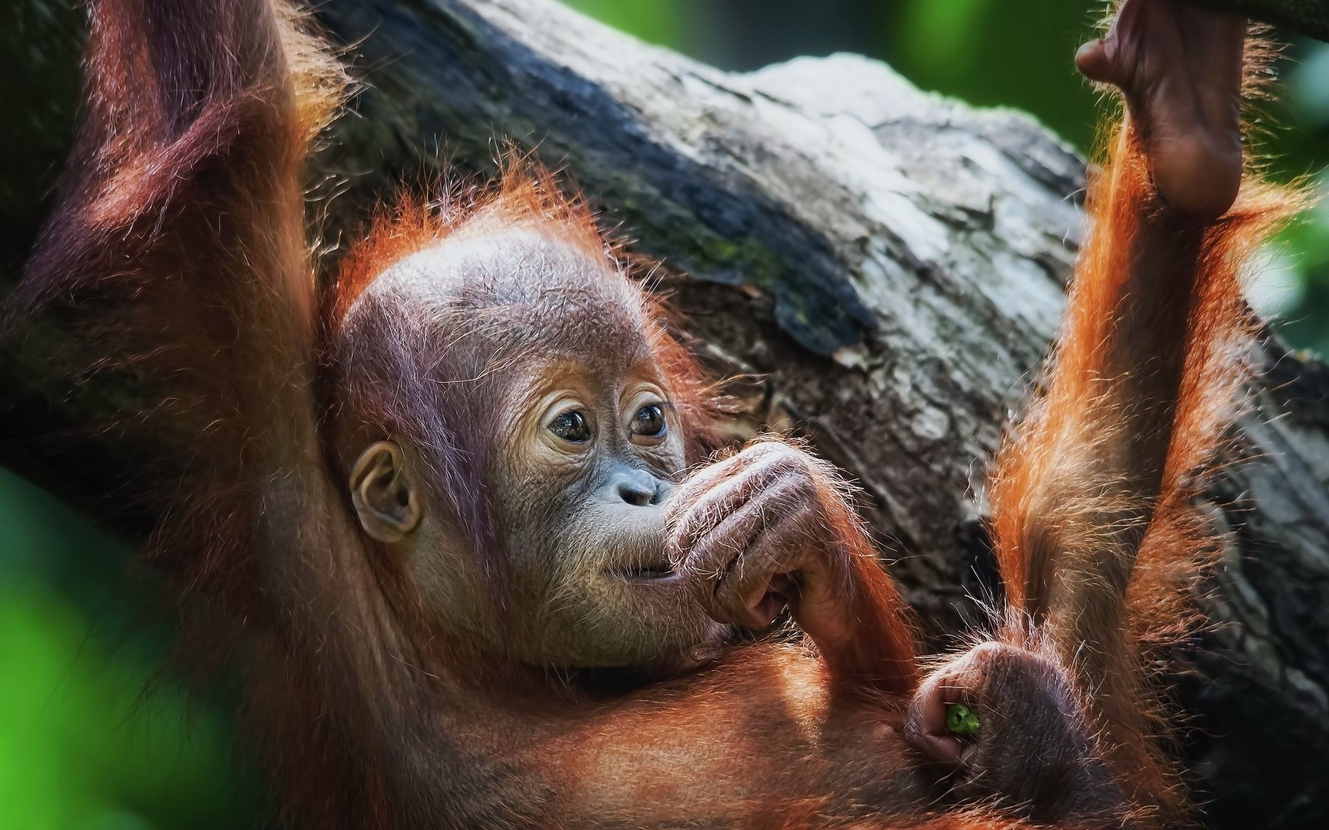 1920x1200 Orangutan monkeys cute babies wallpaper