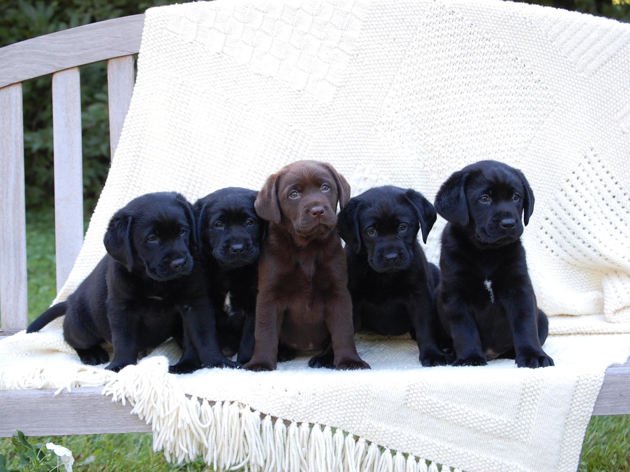 2048x1536 Chocolate and Black Lab Puppies.