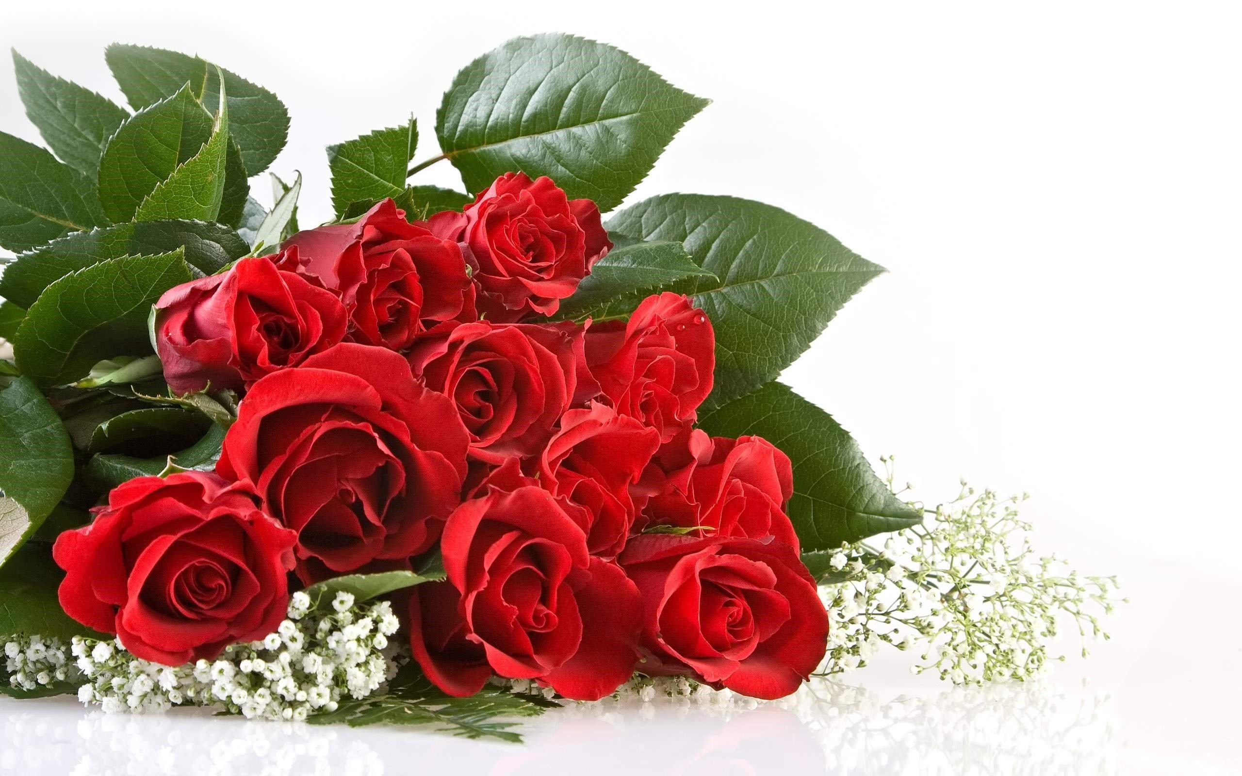 2560x1600 Photo Beautiful Rose Flowers Wallpapers Desktop