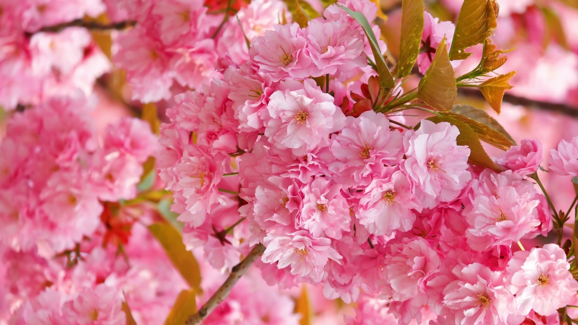 1920x1080 Cute cherry blossom wallpapers desktop