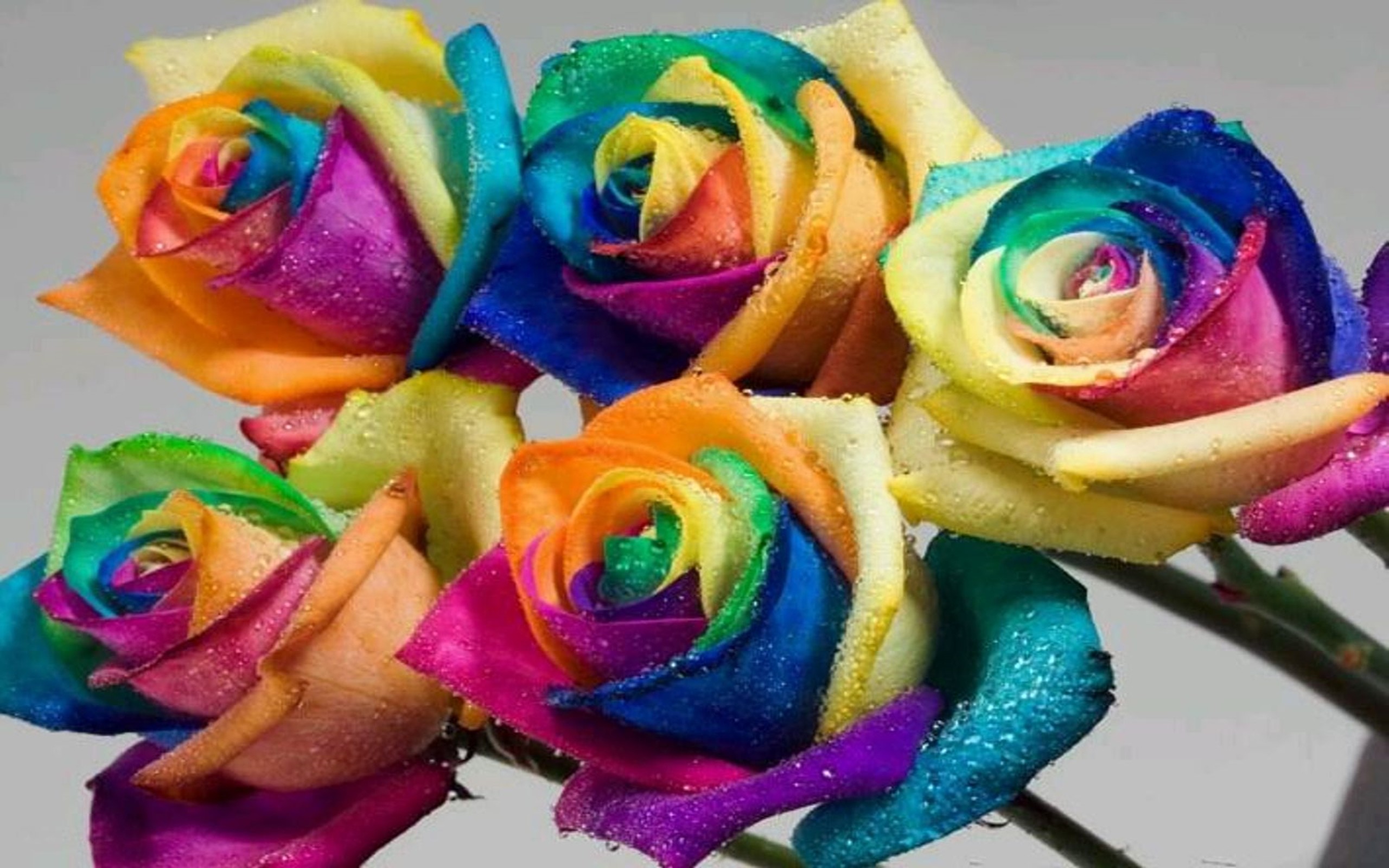 2560x1600 Beautiful Colorful Flowers Wallpaper Hd Download Colorful Wallpaper