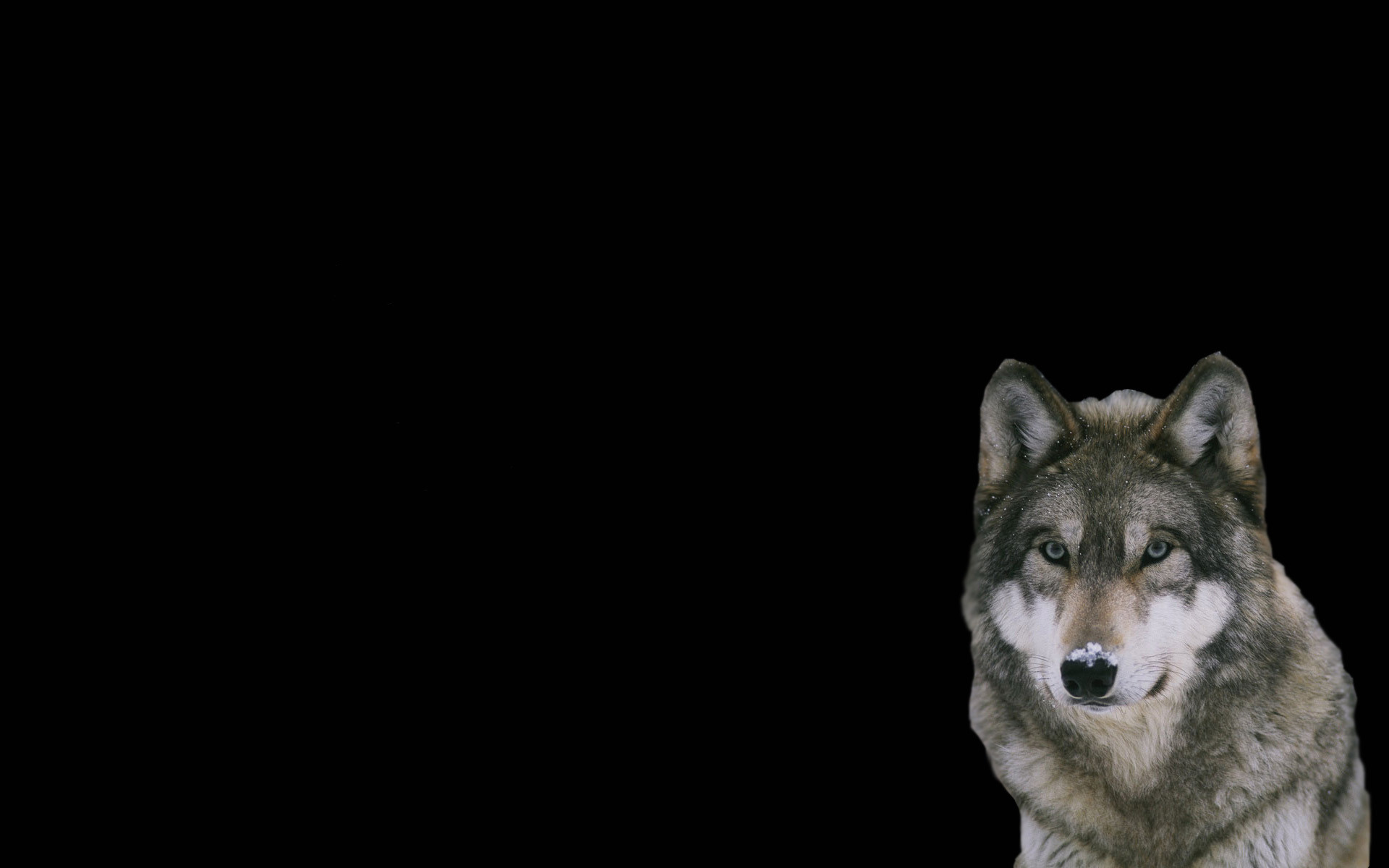 1920x1200 Wolf