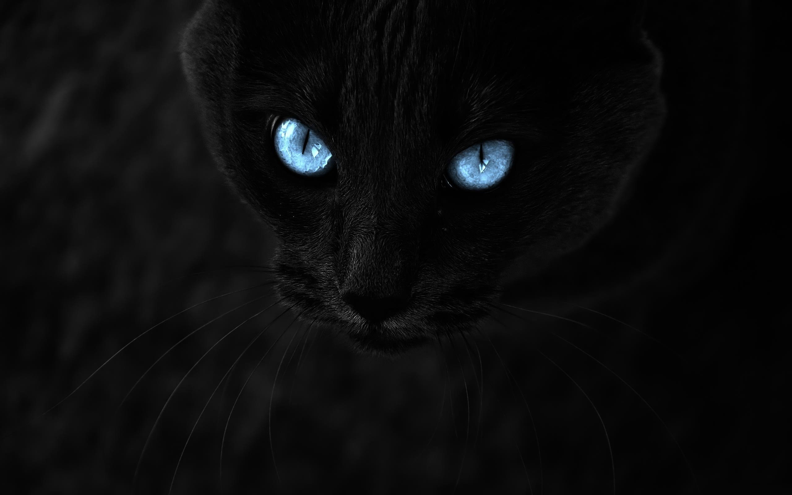 2560x1600 Eyes Blue Cat 765432
