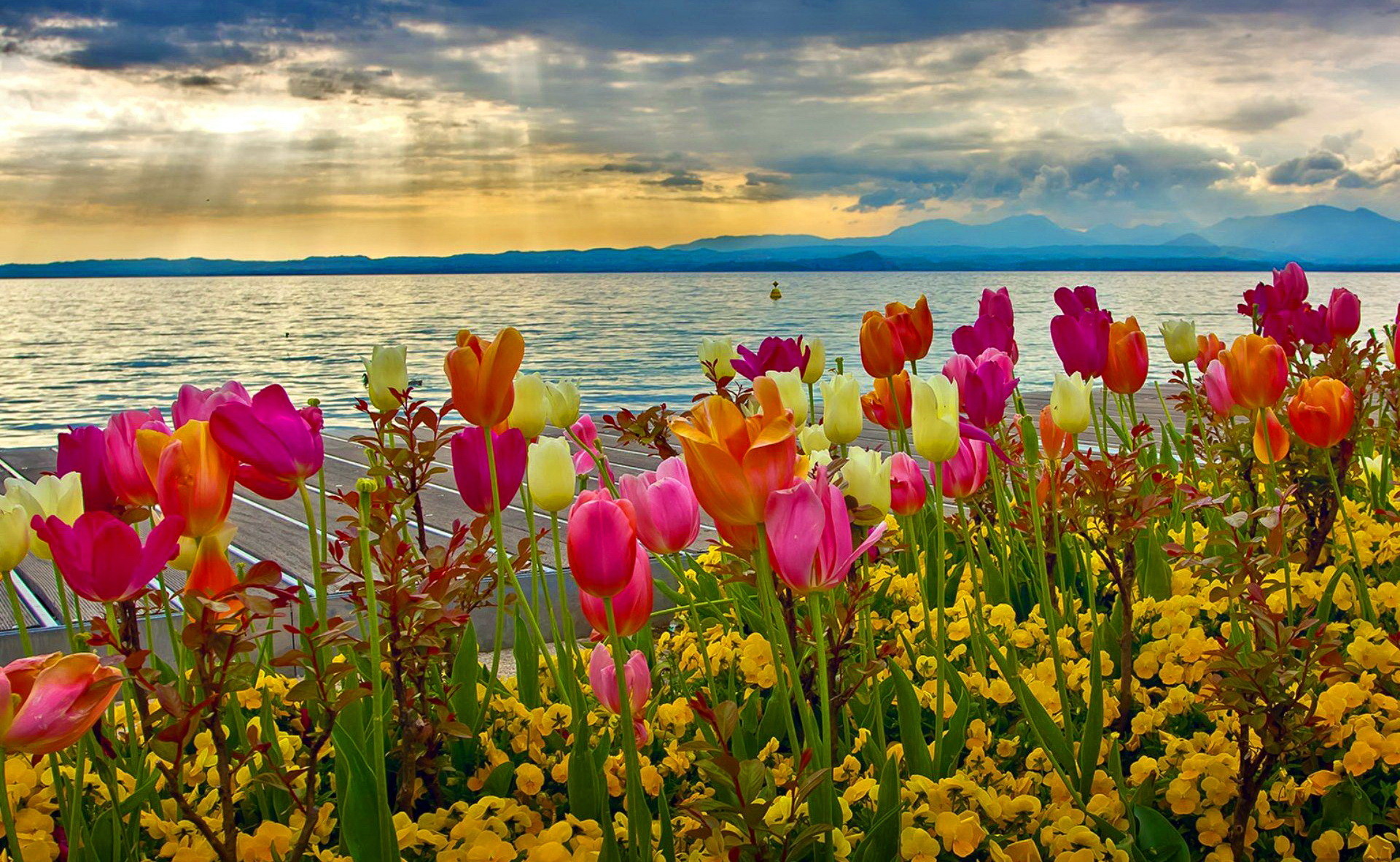 1920x1182 spring tulips Â· Wallpapers For DesktopHd ...