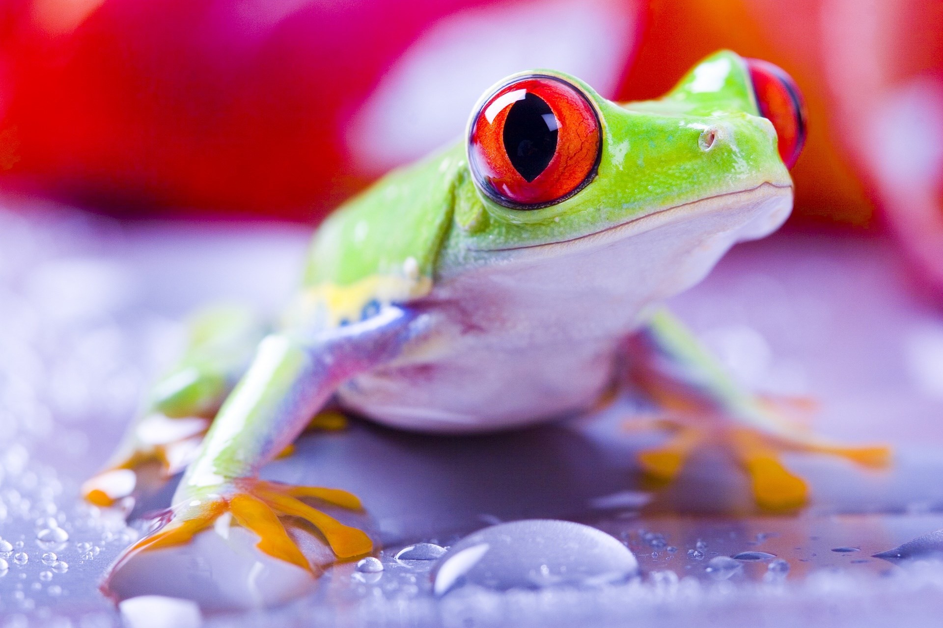 1920x1280 1858073, free wallpaper and screensavers for tree frog | ololoshenka |  Pinterest | Tree frogs and High resolution wallpapers