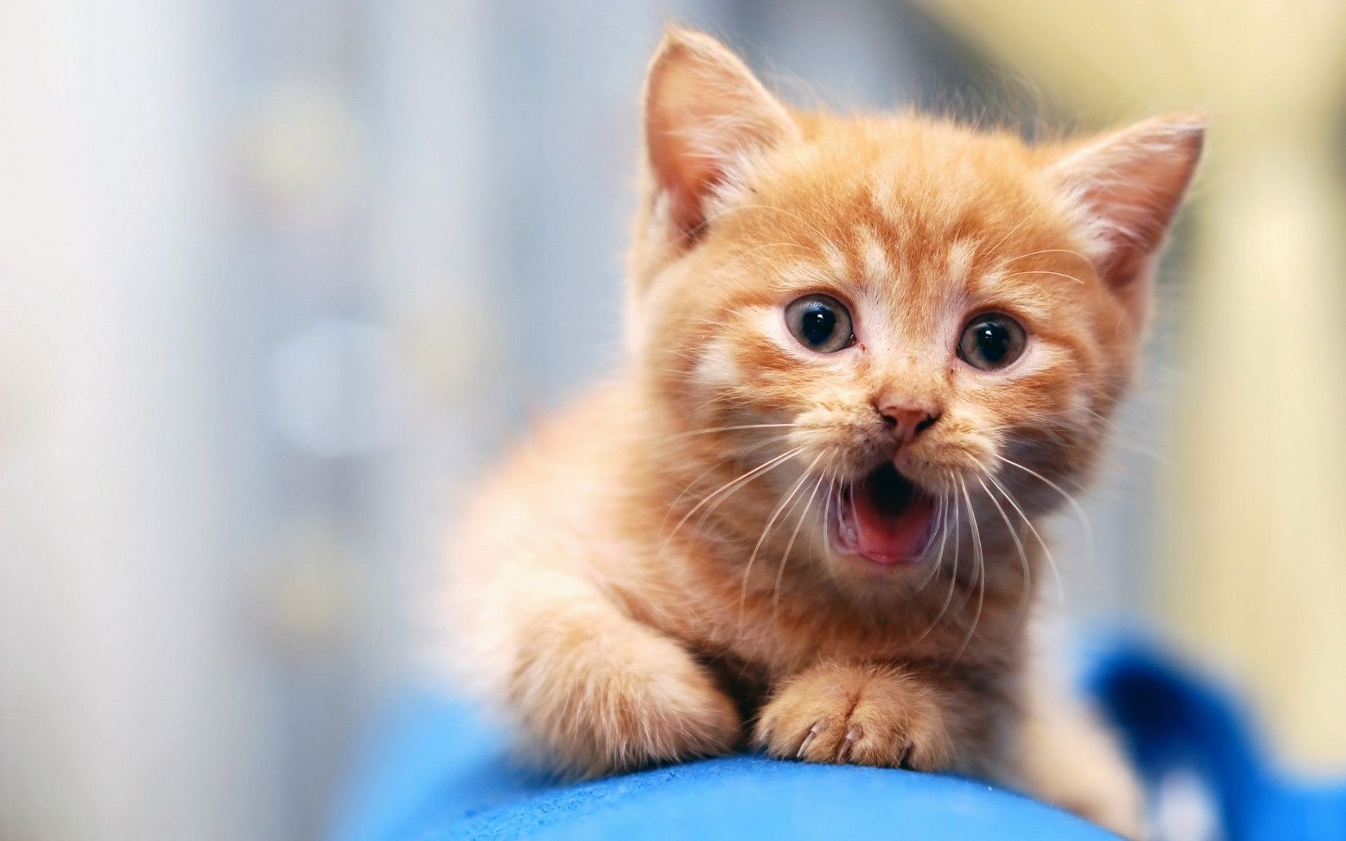 1920x1200 ... Cute Cat Wallpaper Collection For Free Download | HD Wallpapers . ...