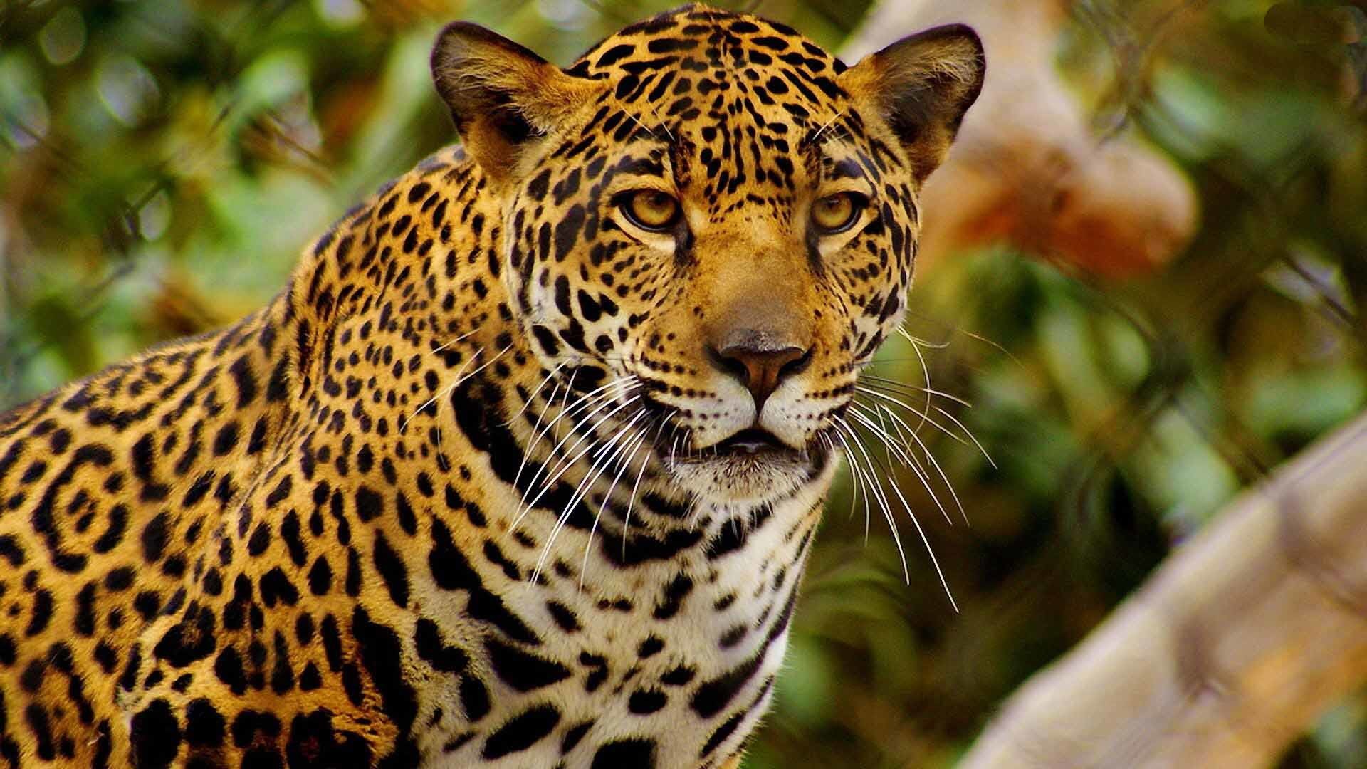 1920x1080 Jaguar animal black and white hd wallpapers for desktop and laptop .