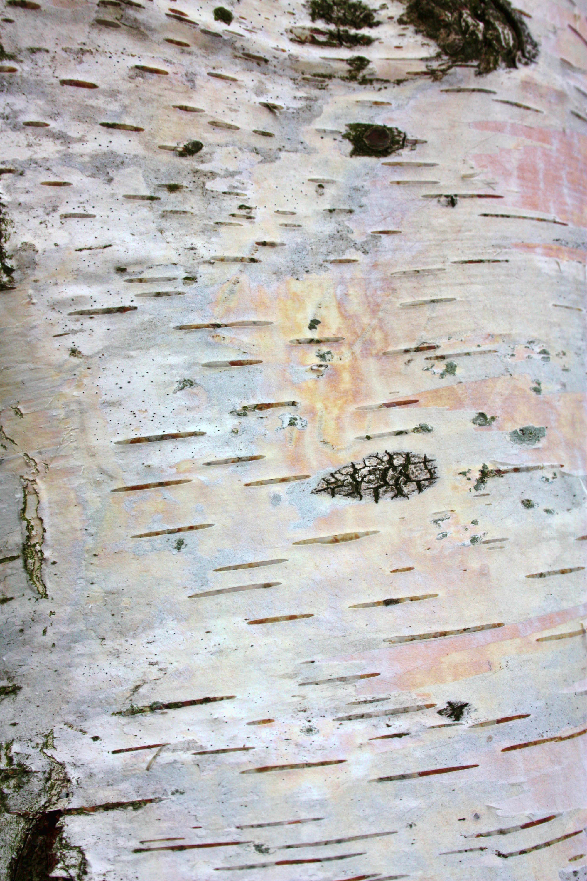 2000x3000 Silver birch bark texture photo | Free Textures from .