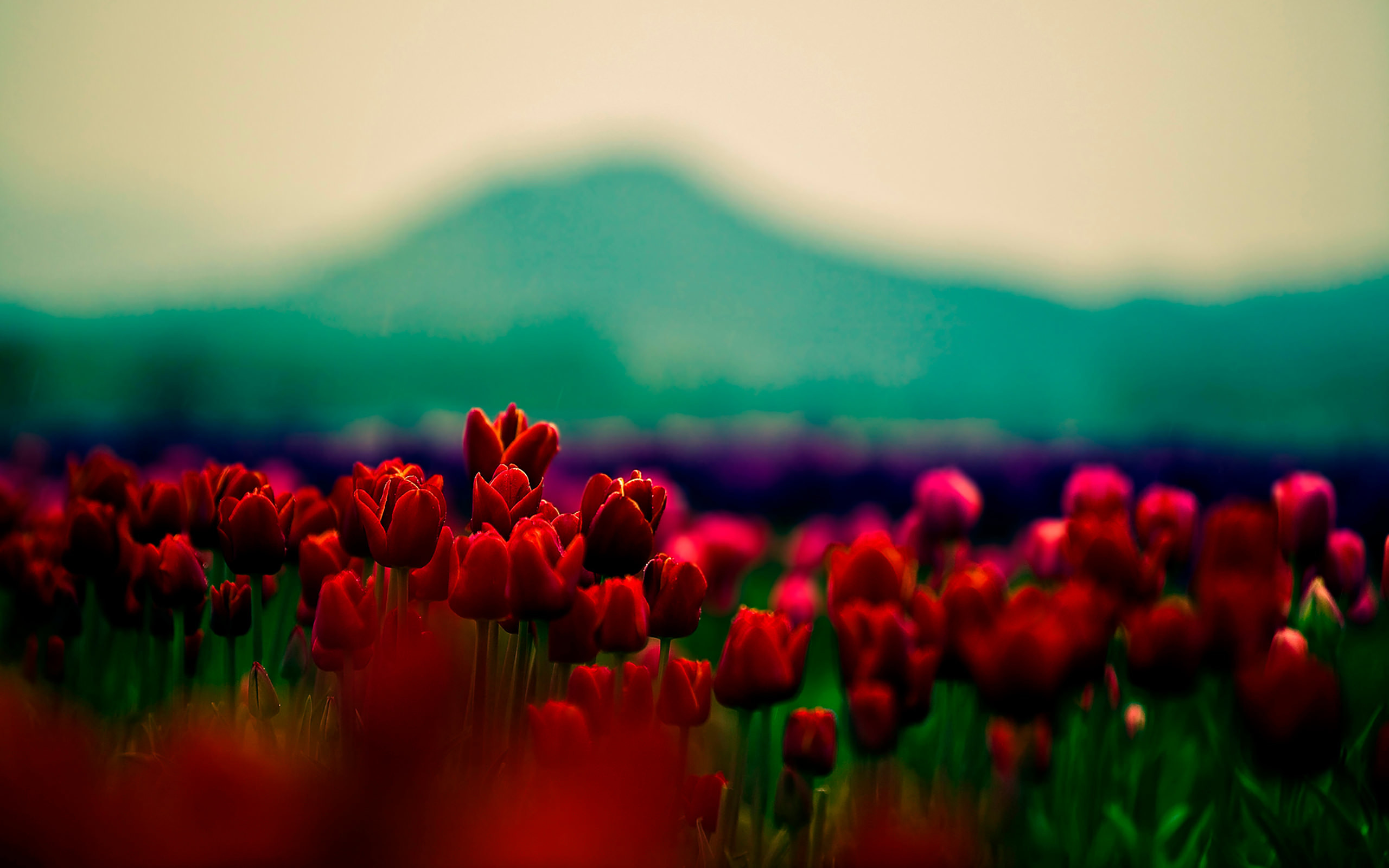 2560x1600 Red Buds Flowers Tumblr Background
