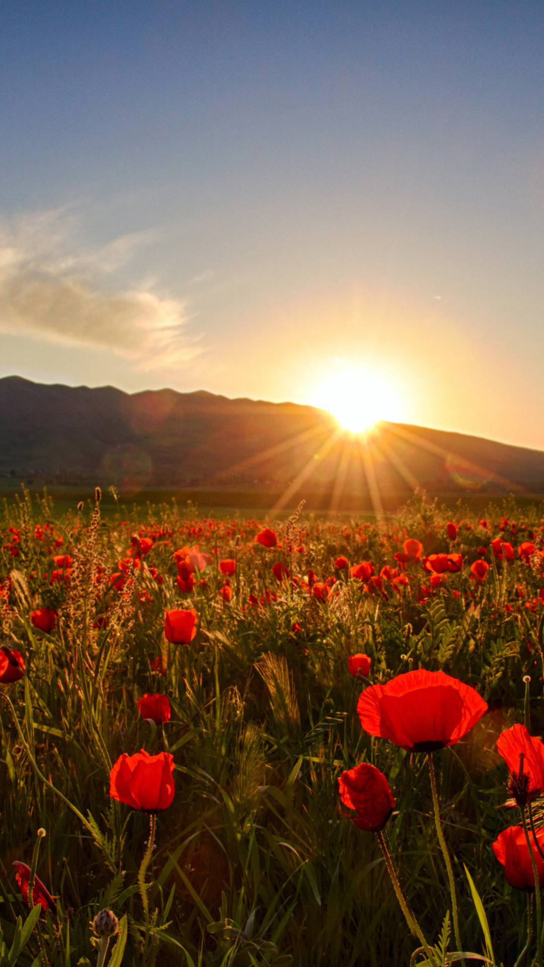 1080x1920 Wallpaper Download  Sunset, field with poppies and hills, HD  Wallpaper, Download free