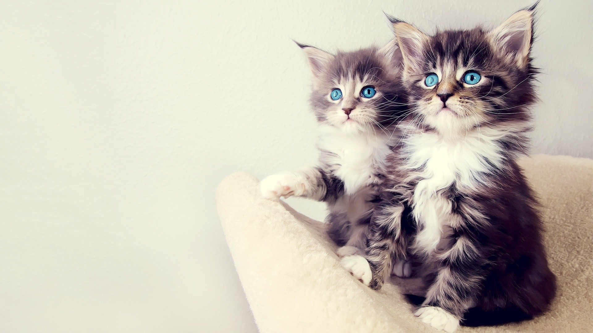 1920x1080 See Cute Kittens [] Need #iPhone #6S #Plus #Wallpaper/ #Background  for #IPhone6SPlus? Follow iPhone 6S Plus 3Wallpapers/ #Backgrounds Must…