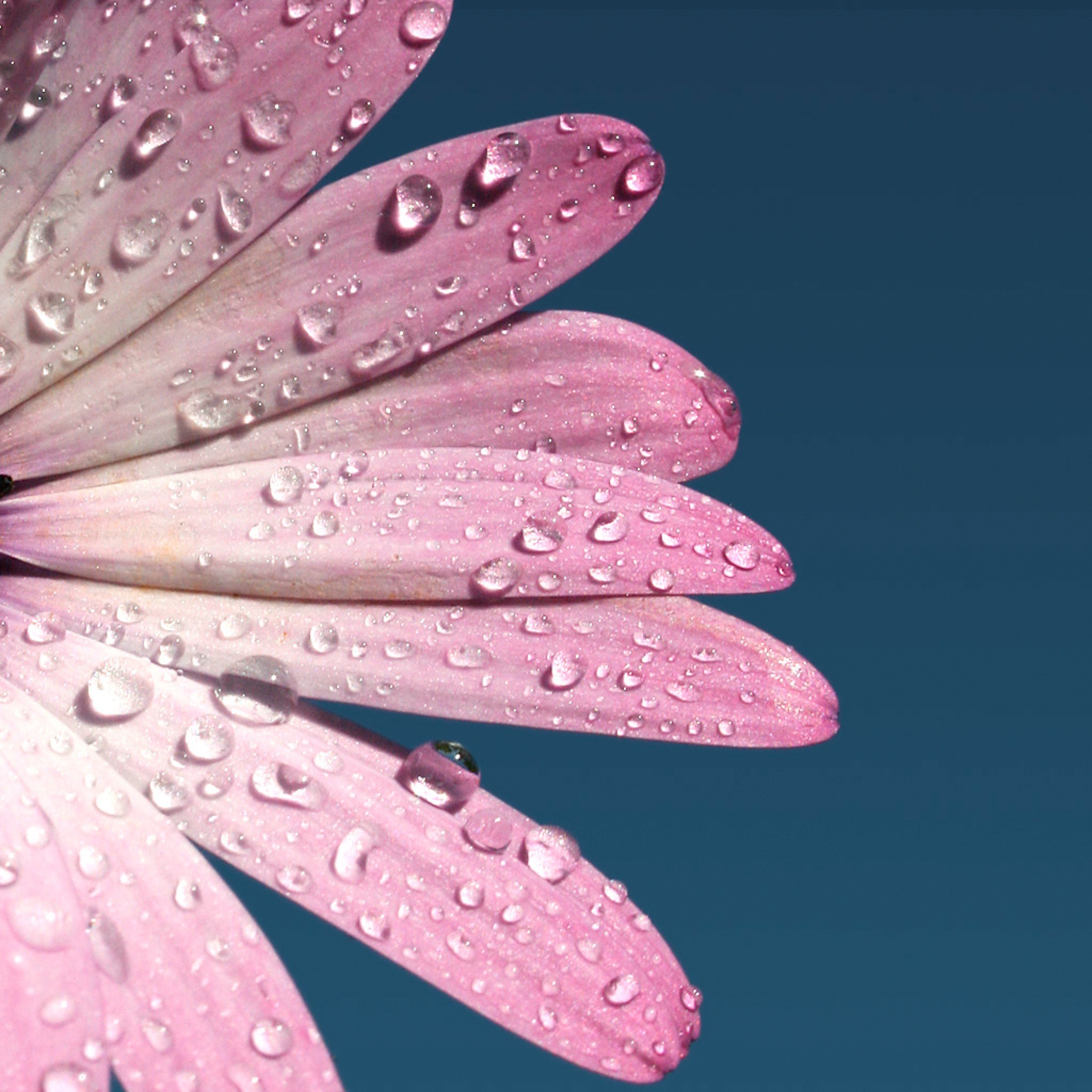 2048x2048 Pink-Daisy-Flower-Petal-Dew-Macro-ipad-air-wallpaper-ilikewallpaper_com
