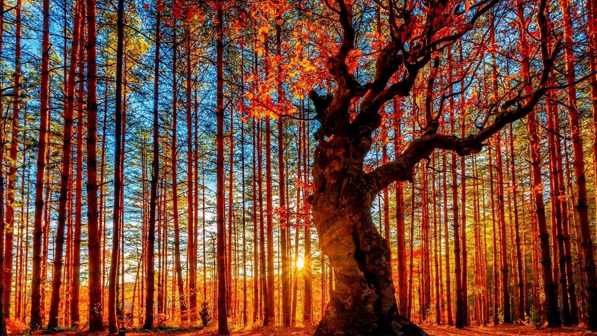1920x1080 nature, Trees, Fall, Sun, Branch, Leaves, Colorful, Clouds, HDR, Sun Rays,  Bulgaria, Pagan Sanctuary, Belintash, Ð±ÐµÐ»Ð¸Ð½ÑÐ°Ñ, People Wallpapers HD /  Desktop ...