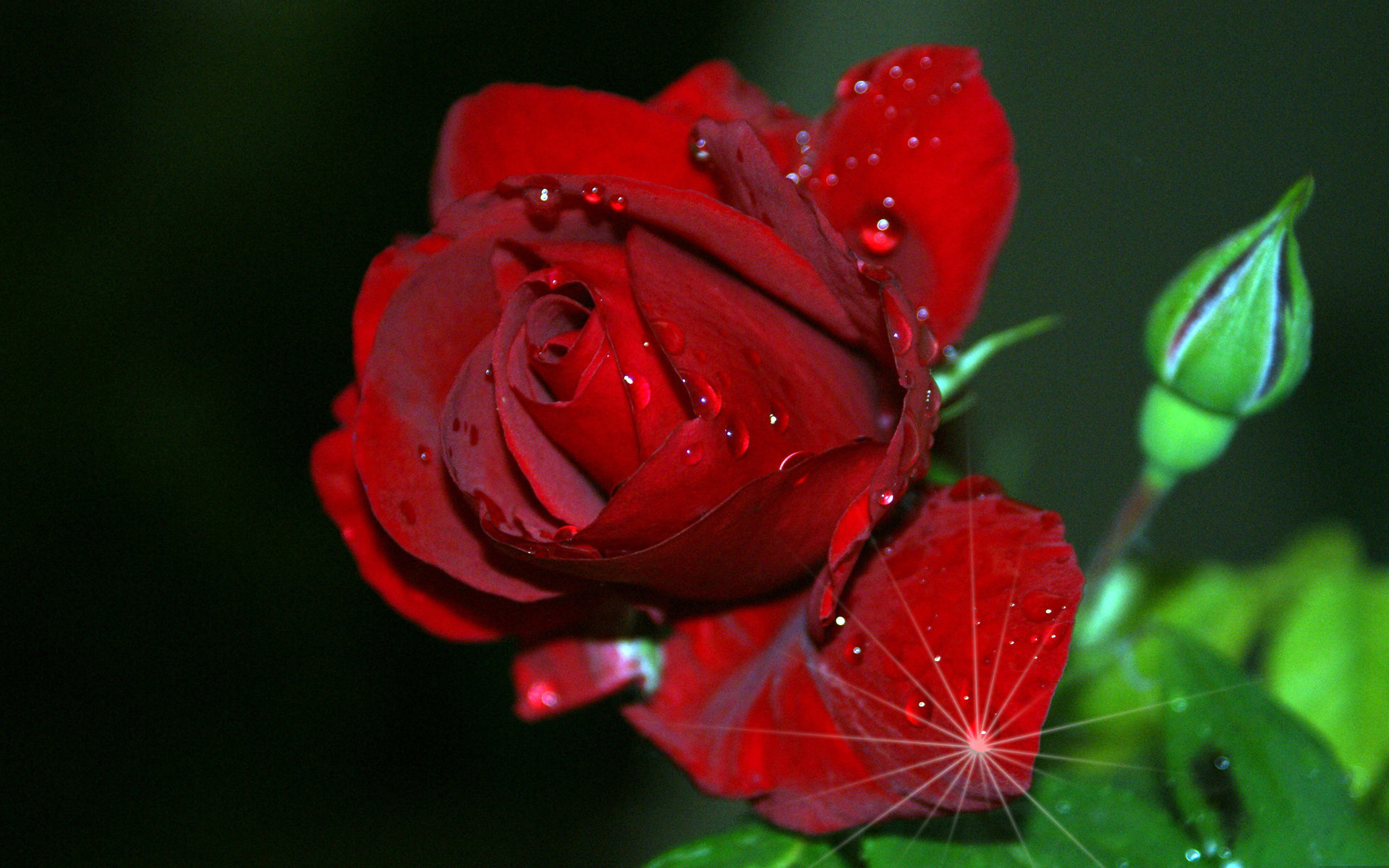 1920x1200 Red Rose Flowers Download - Windows 10 Wallpapers