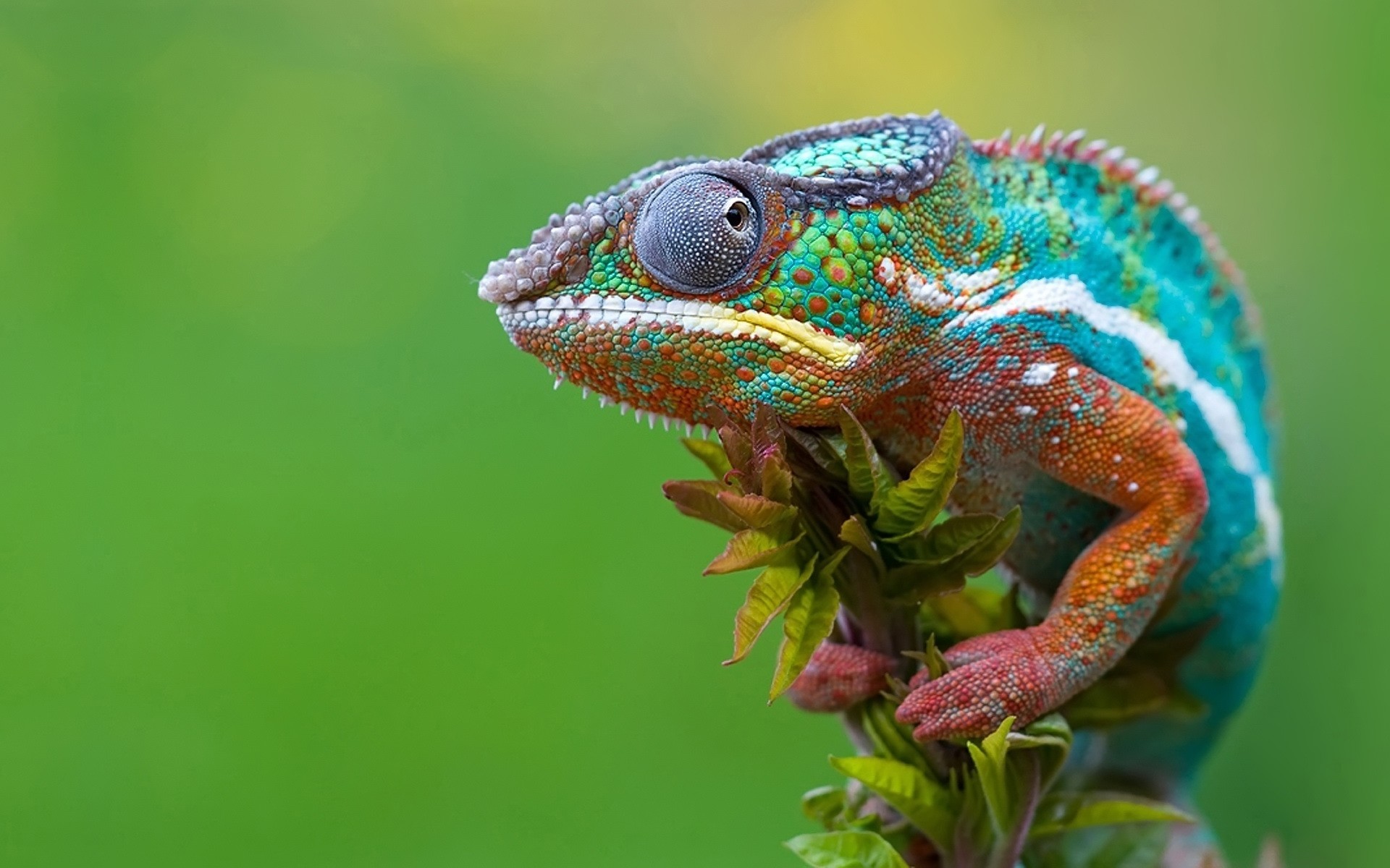 1920x1200 Chameleon Camouflage Â· Download Full HD Wallpapers ...