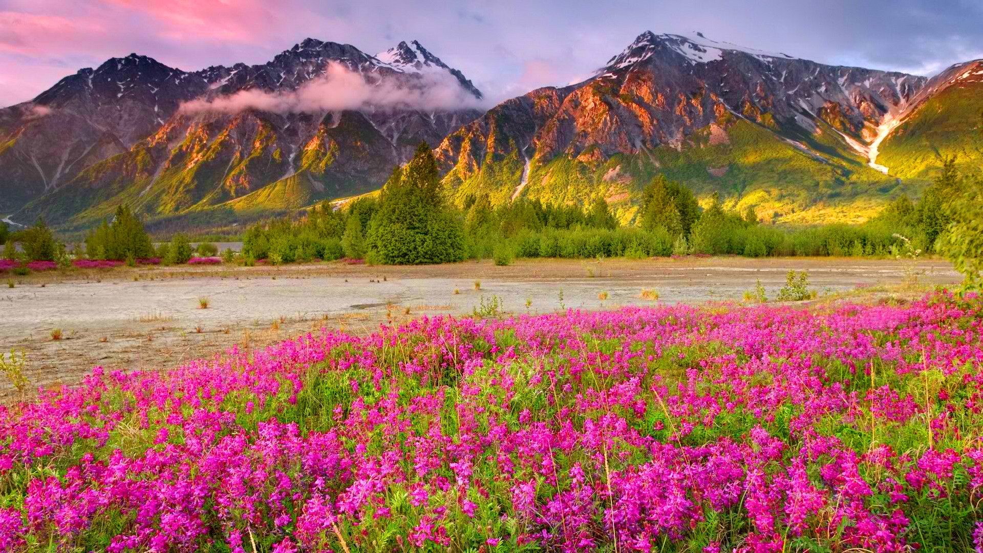 1920x1080 Wild Flowers Mountain Filed Hd Wallpapers New Desktop Widescreen Images  Field Nature