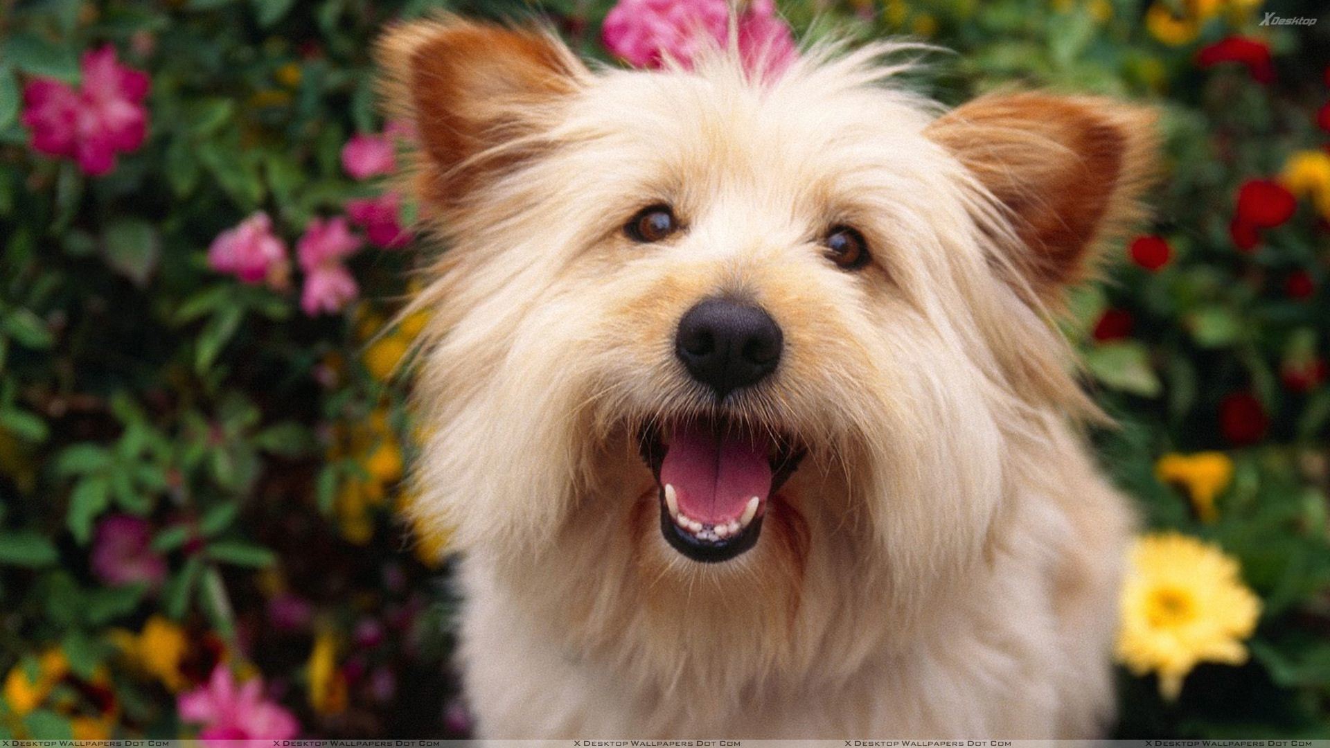 1920x1080 You are viewing wallpaper titled "Terrier Cute White Dog" ...
