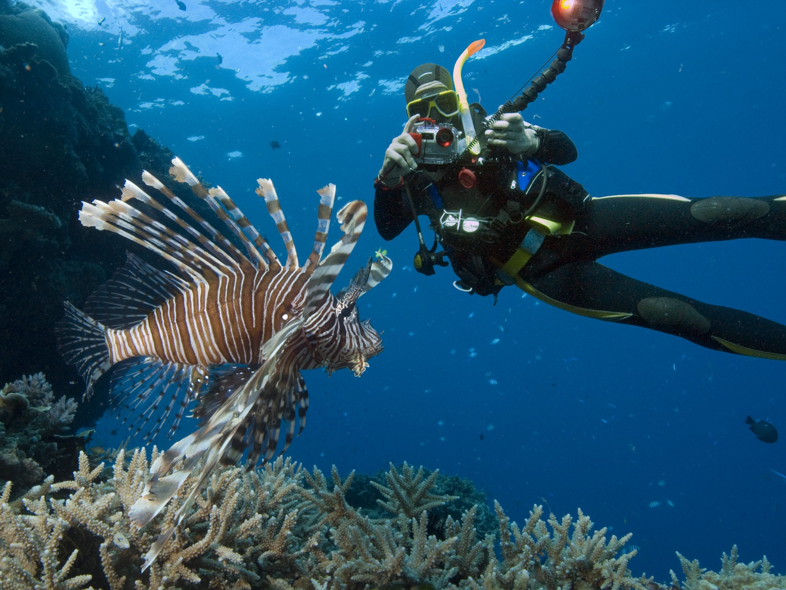 2604x1955 Scuba diving diver ocean sea underwater fish wallpaper .
