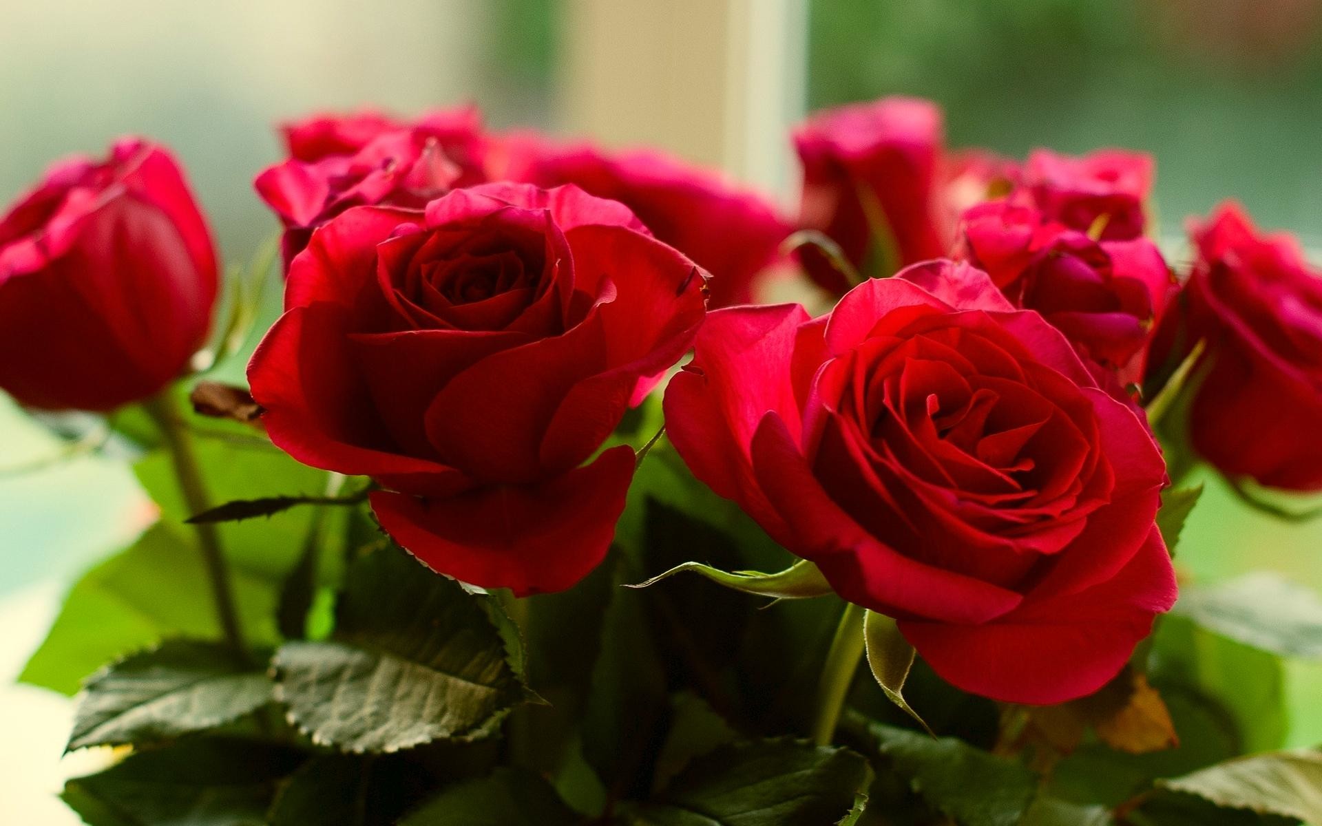 1920x1200 HD Roses Red Flowers Background Pictures Wallpaper