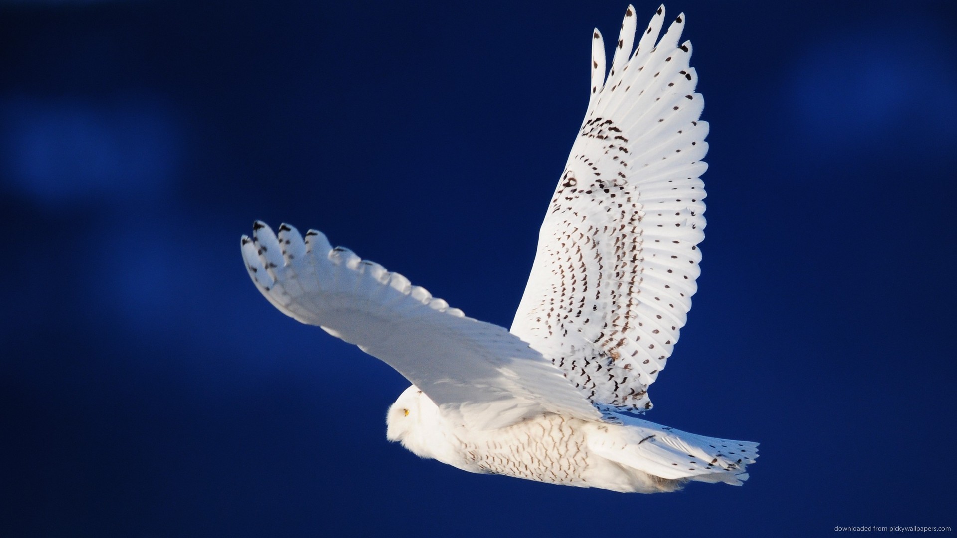 1920x1080 White Owl Flying picture