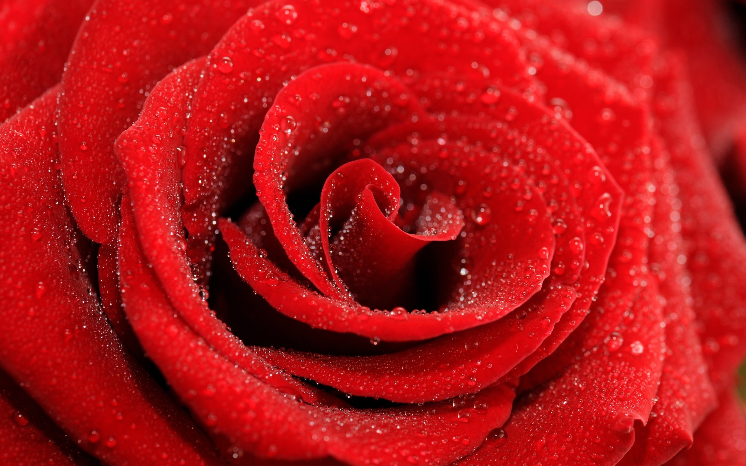 2560x1600 Cool Red Flowers Wallpaper