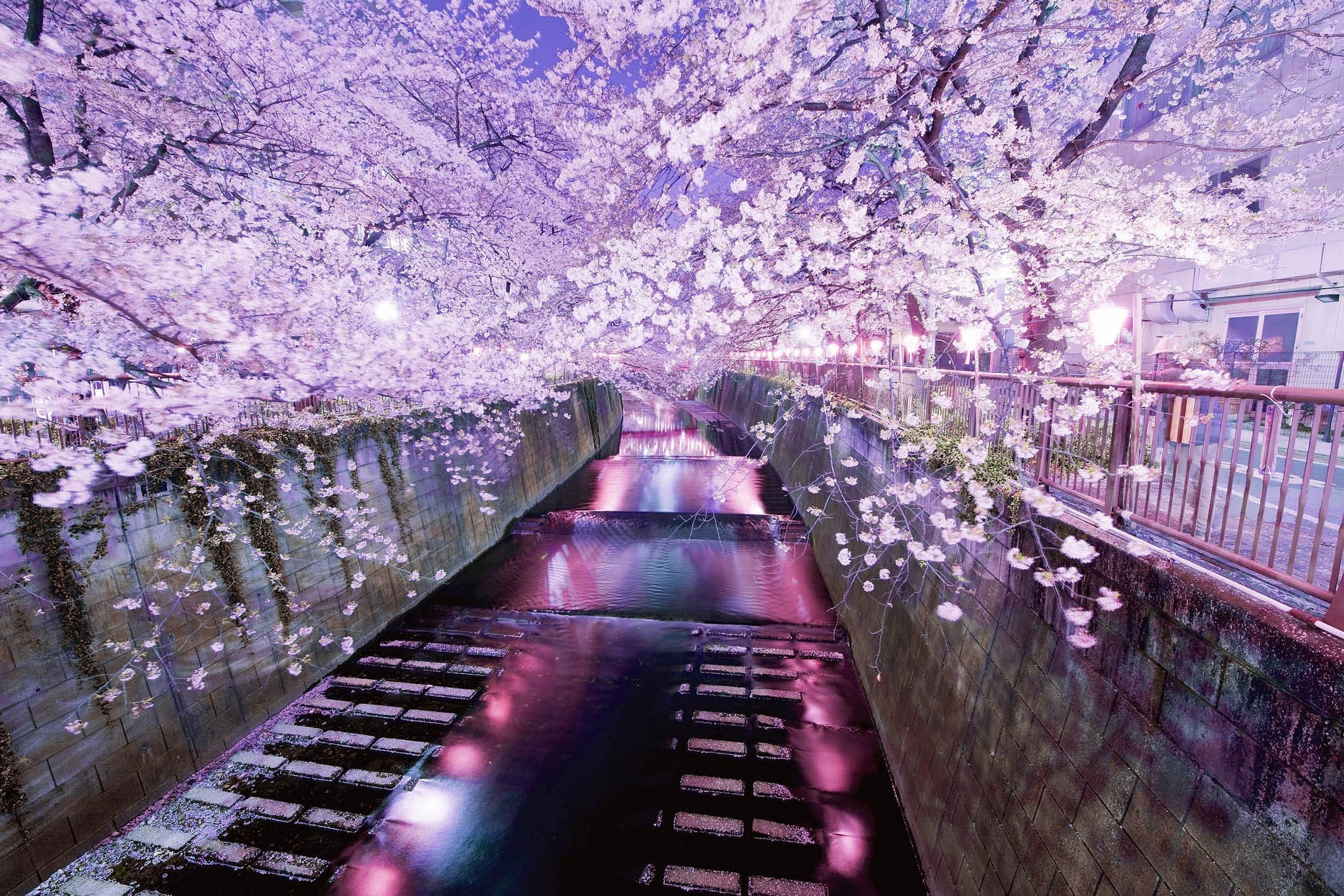 2170x1446 wallpaper Japan Â· cherry blossoms