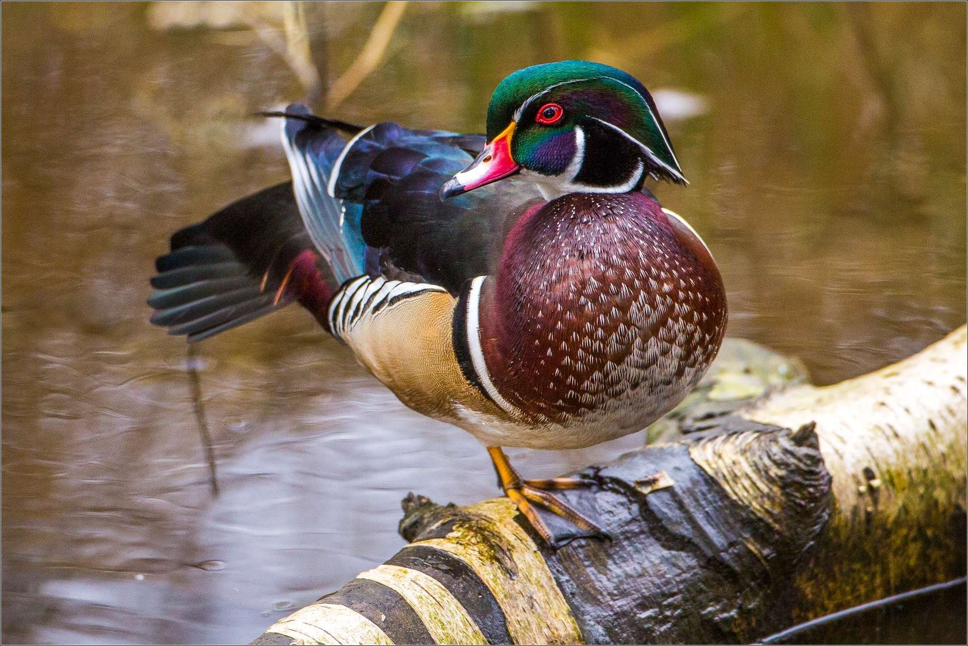1924x1284 free screensaver wallpapers for wood duck
