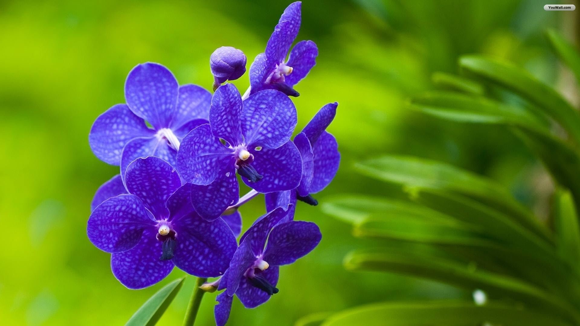 1920x1080 5. pictures-of-purple-flowers5-600x338