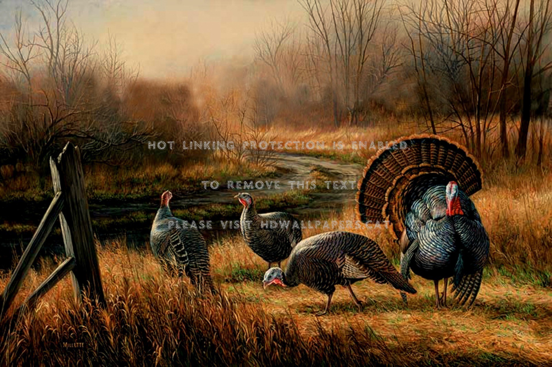 1920x1277 Wild turkey wallpaper hd - photo#7
