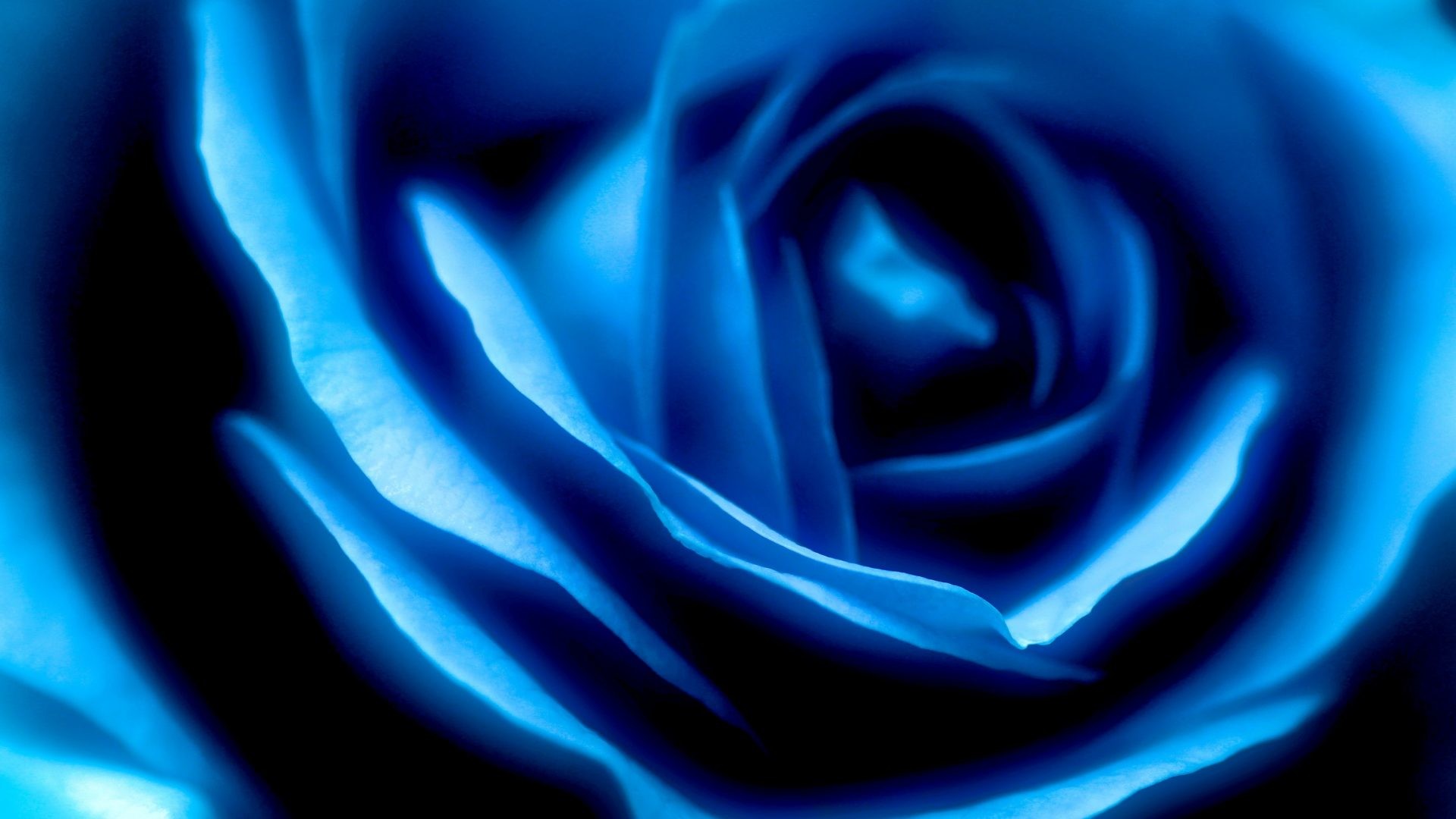 1920x1080 Swirls Tag - Flower Swirls Swirl Blue Rose Wallpaper Flowers for HD 16:9  High