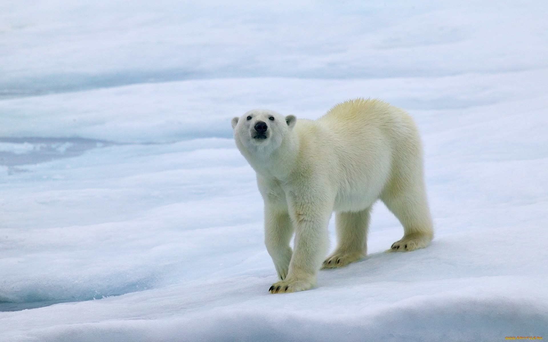 1920x1200 ... Amazing Polar Bear Pictures FHDQ for Mobile ...