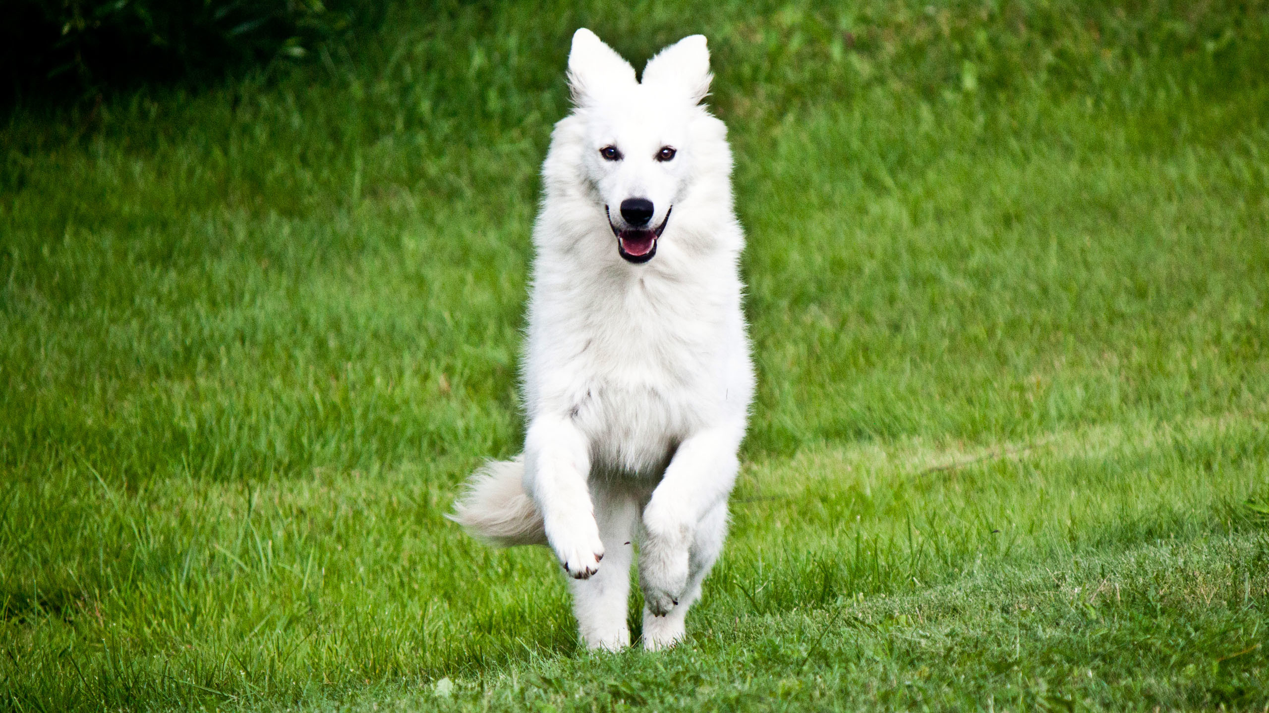2560x1440 White German Shepherd Dog Wallpaper