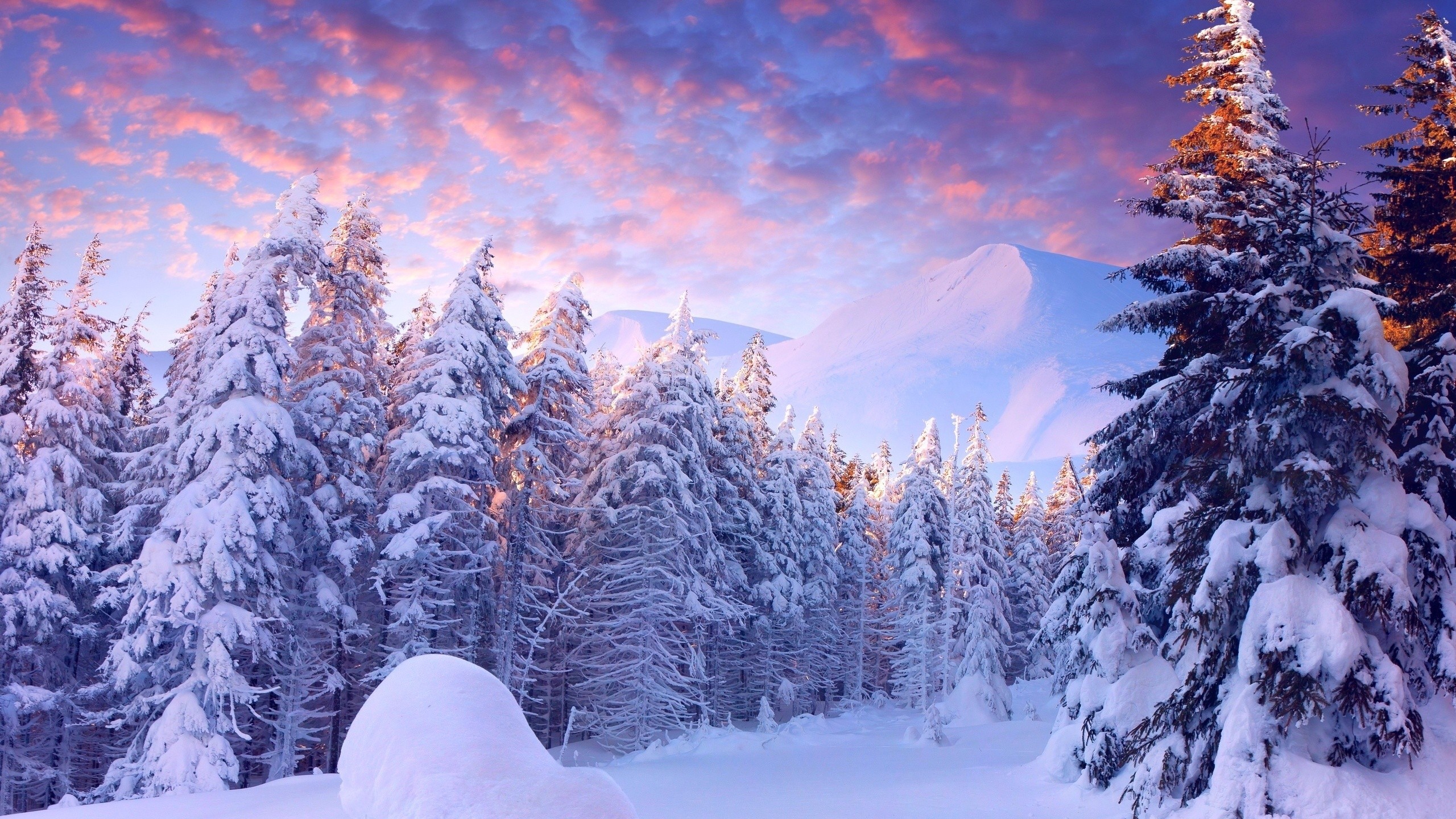 2560x1440 Forest Pretty Snow Snowy Wintery Winter Trees Wallpaper 4k