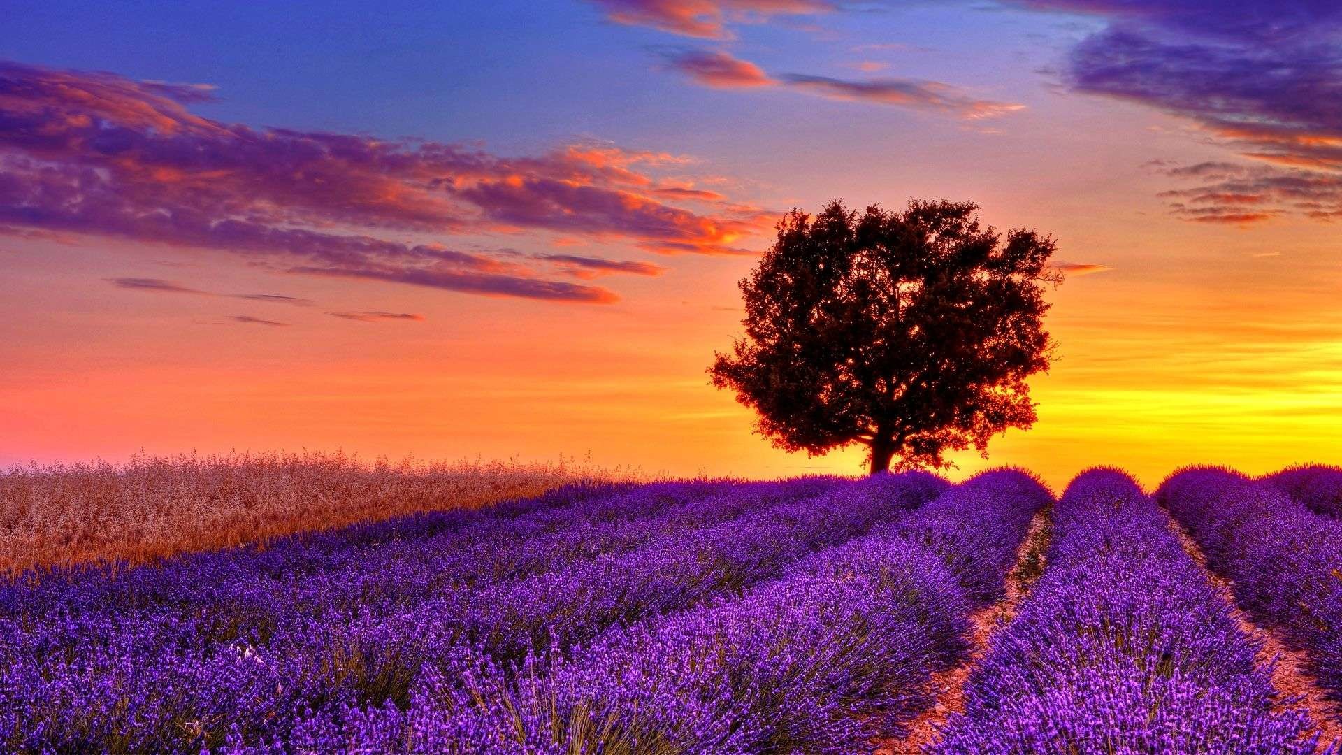 1920x1080 19 Oct lavender-flower-field-sunset-high-resolution-wallpaper-for- desktop-background-download-lavender-images-free