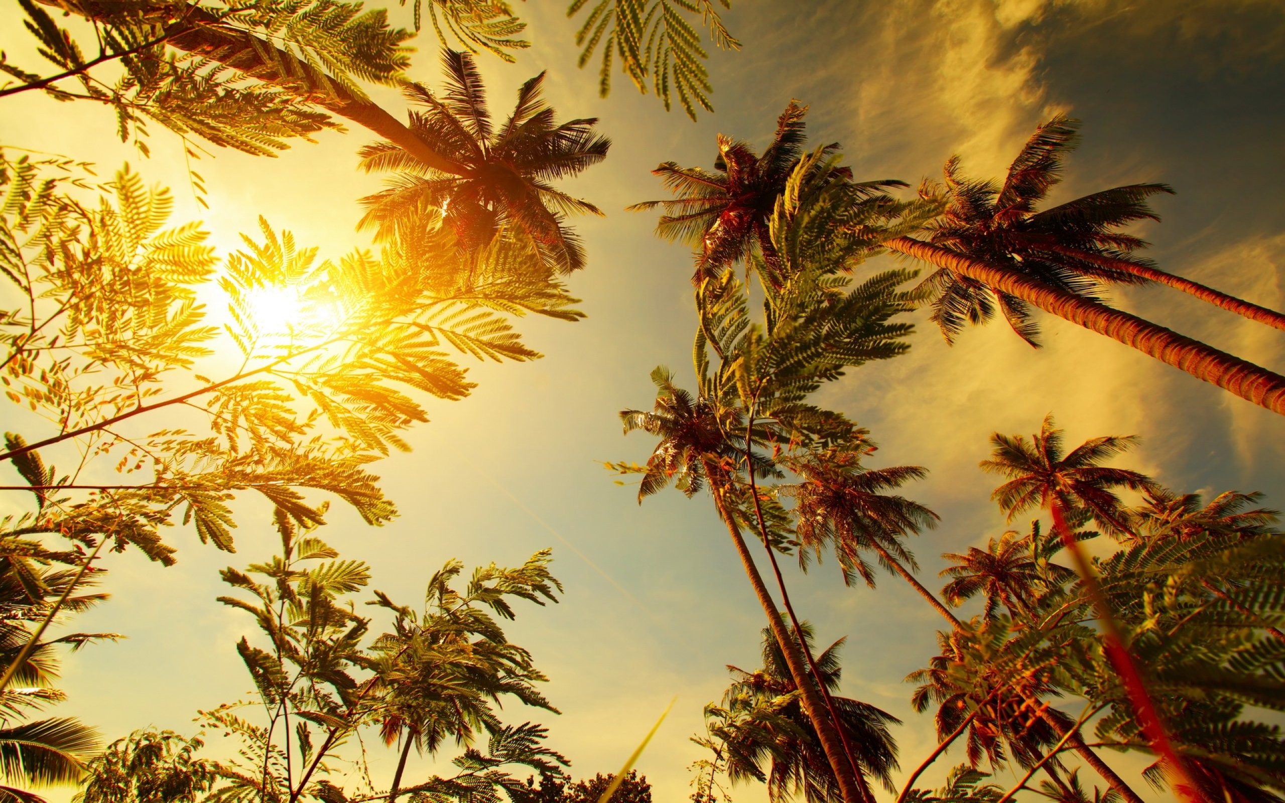 2560x1600 Palm leaf leaves sun sunst tropical wallpaper |  | 720946 |  WallpaperUP
