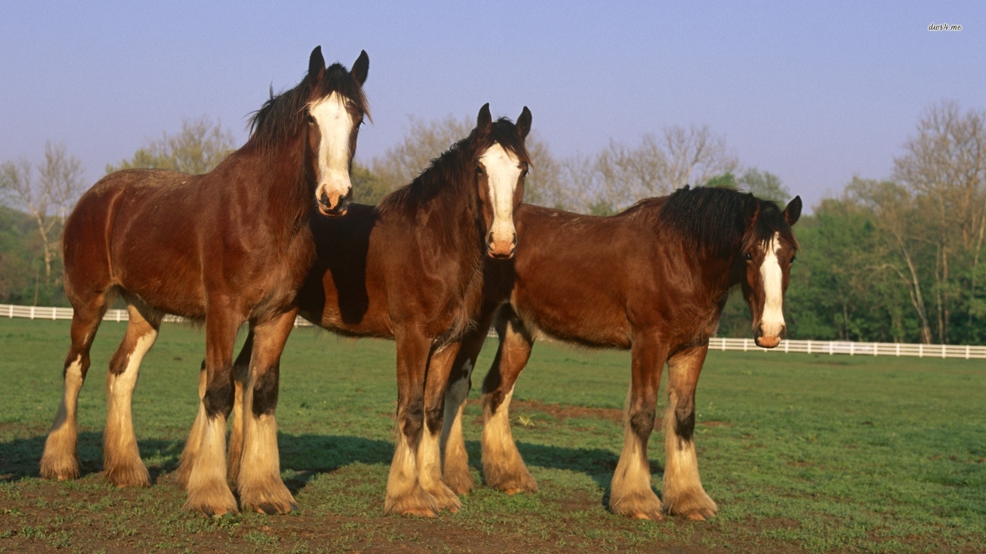 1920x1080 ... Clydesdale horses wallpaper  ...