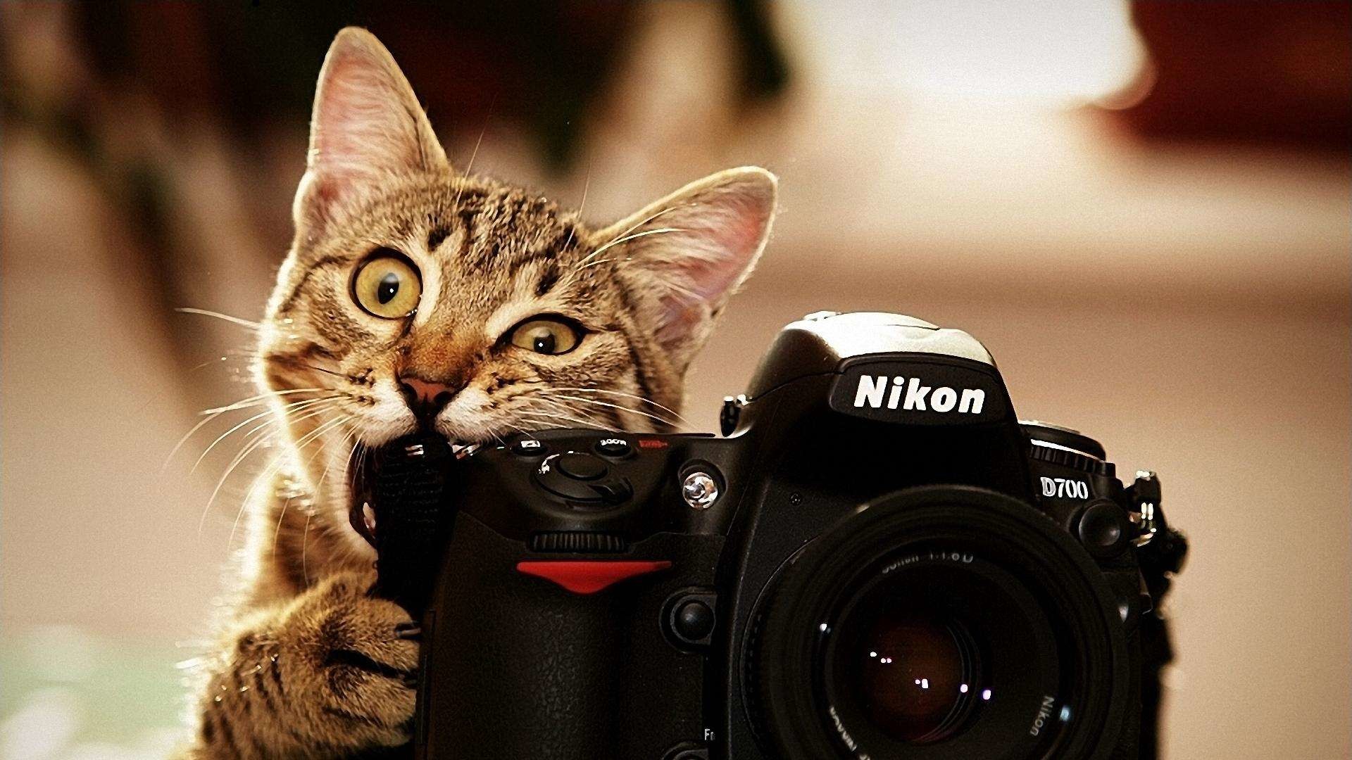 1920x1080 Download Cat Biting Nikon D Wallpaper Full HD Wallpapers