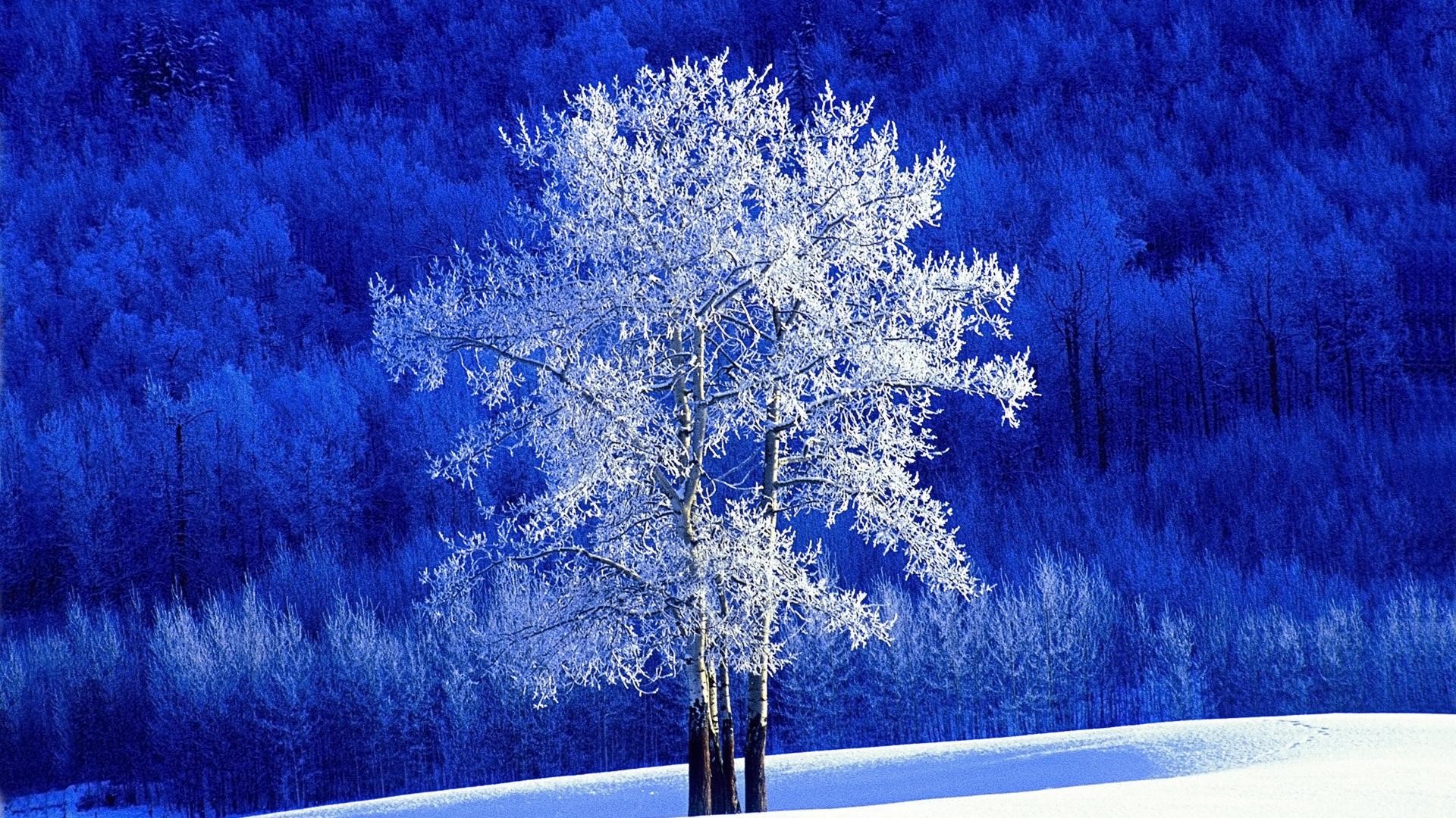 1920x1080  Winter snow tree and blue backgrounds wide  wallpapers:1280x800,1440x900,1680x1050 -