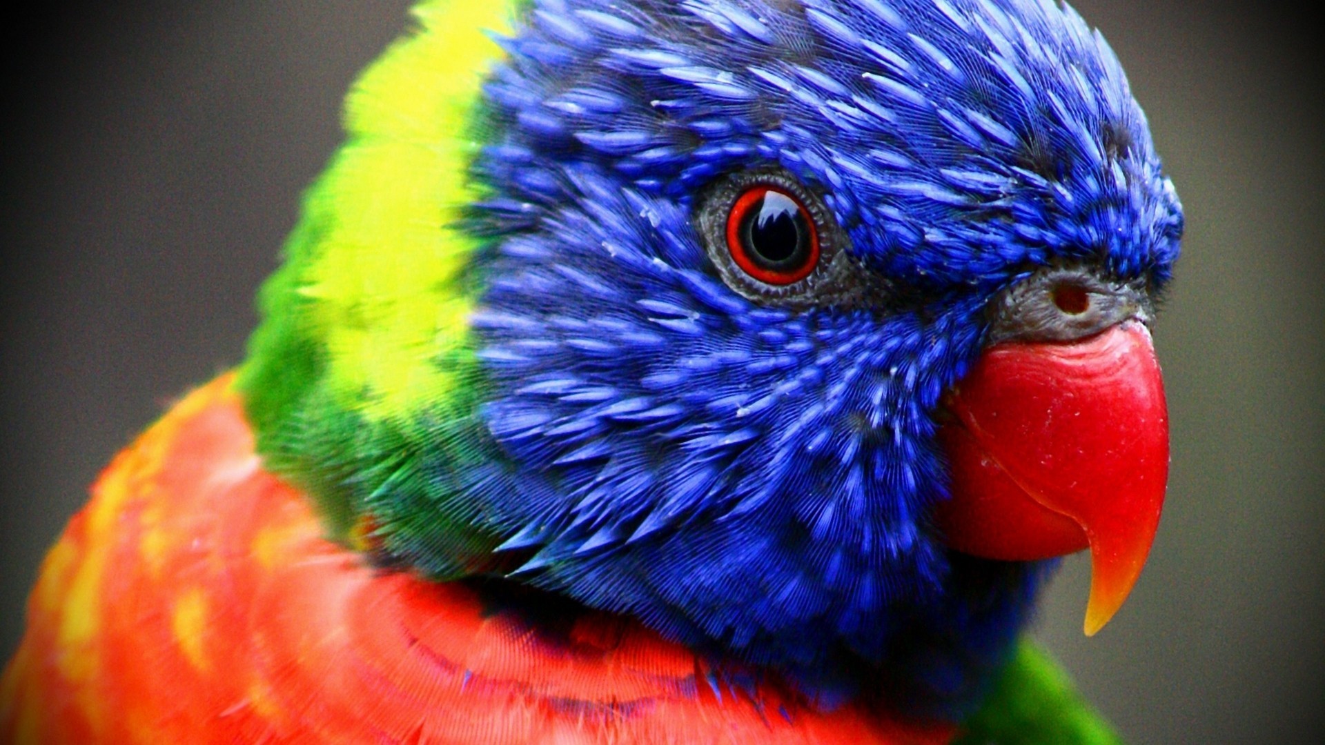 1920x1080 parrot hd photos and computer desktop background desktop wallpapers high  definition monitor download free amazing background photos artwork 1920Ã1080  ...