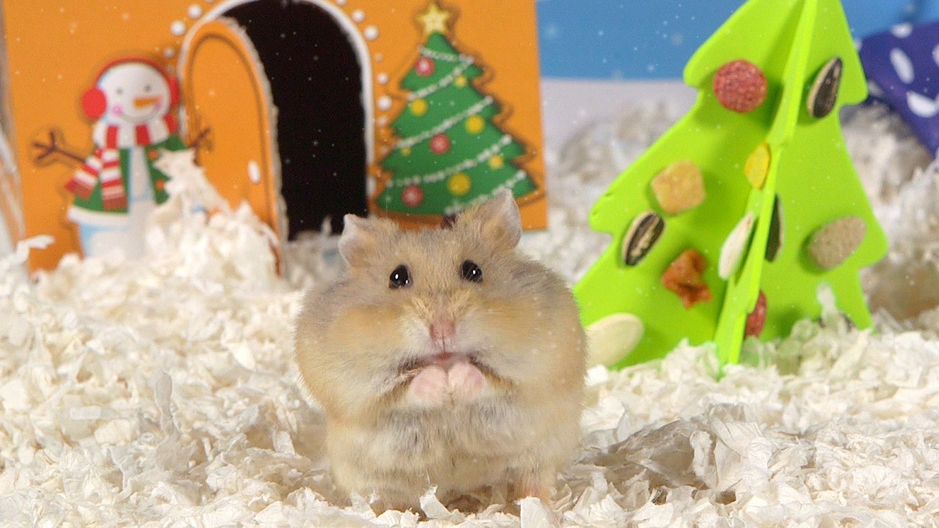 1920x1080 Day 2: O Christmas Tree - Cute Hamsters: 12 Days of Christmas - YouTube