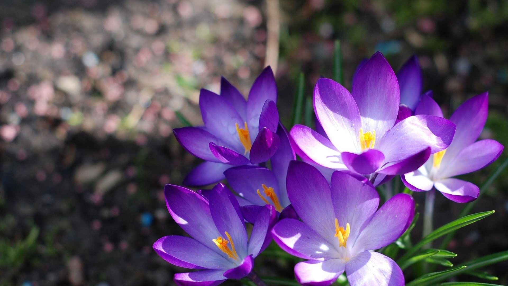 1920x1080 Flowers - Crocus Nature Flowers Spring Picture Of Nice for HD 16:9 High  Definition