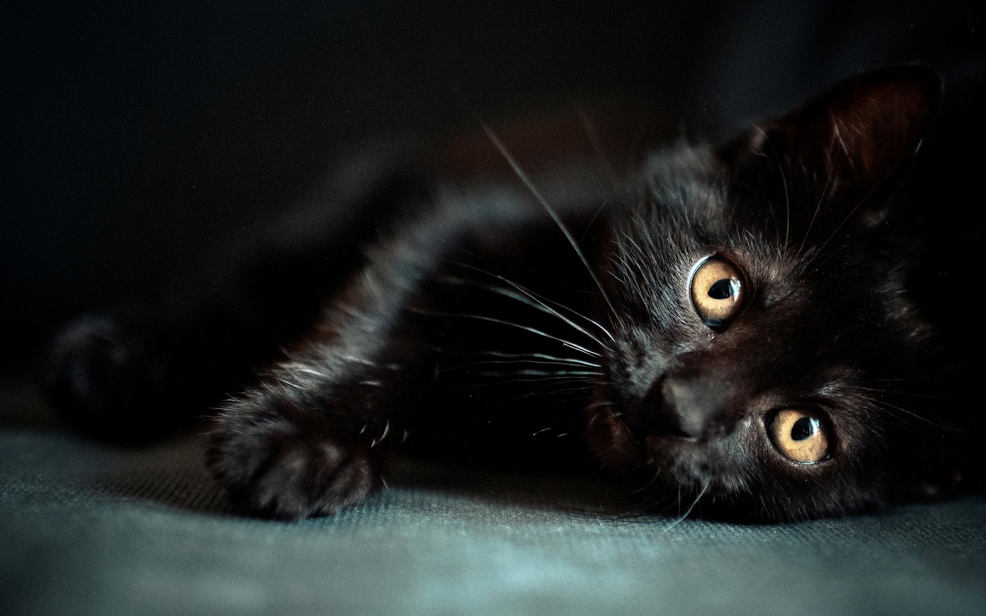 1920x1200 cute black cat image