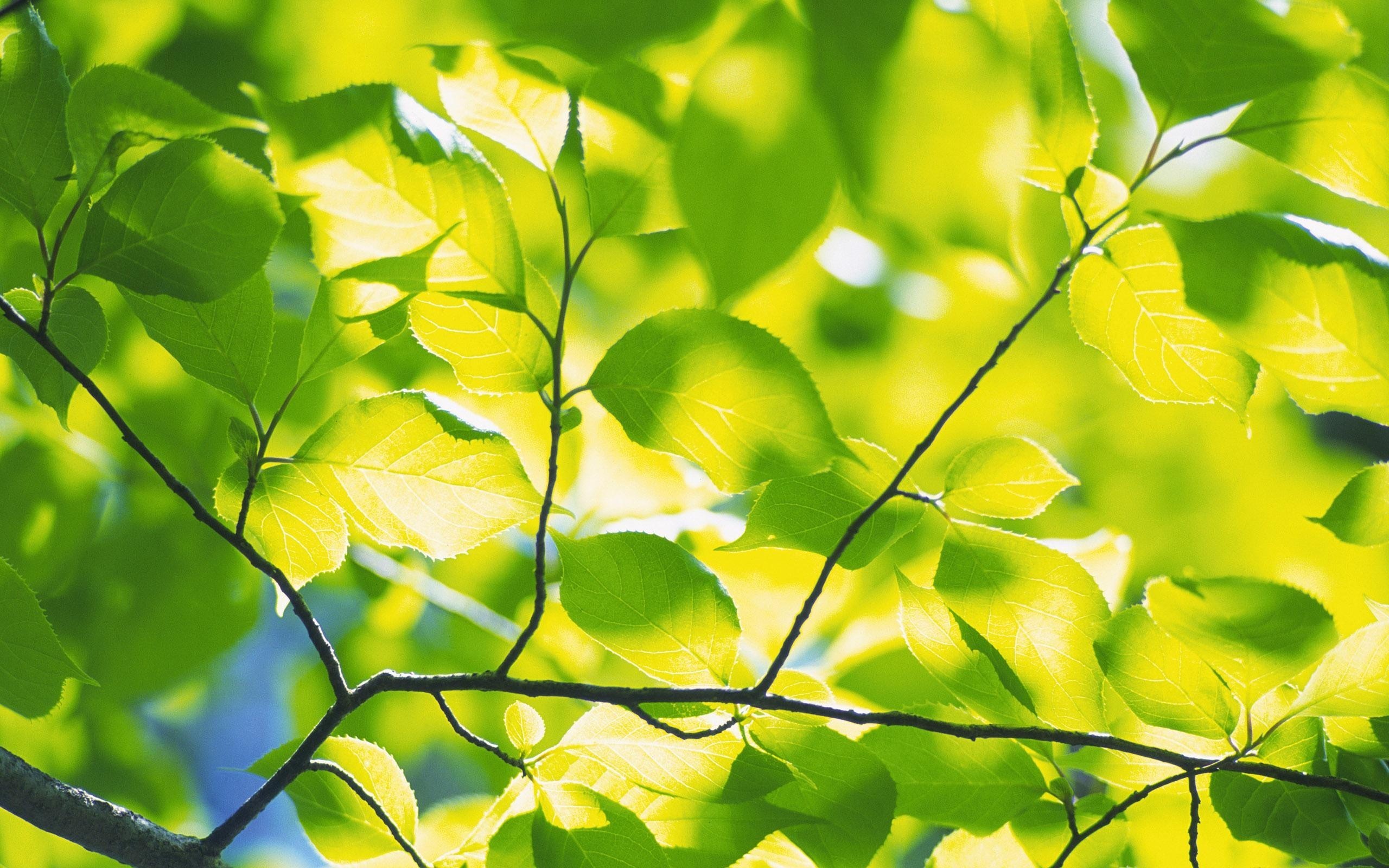 Wallpaper Tree branches green leaves forest 1920x1440 HD Picture Image