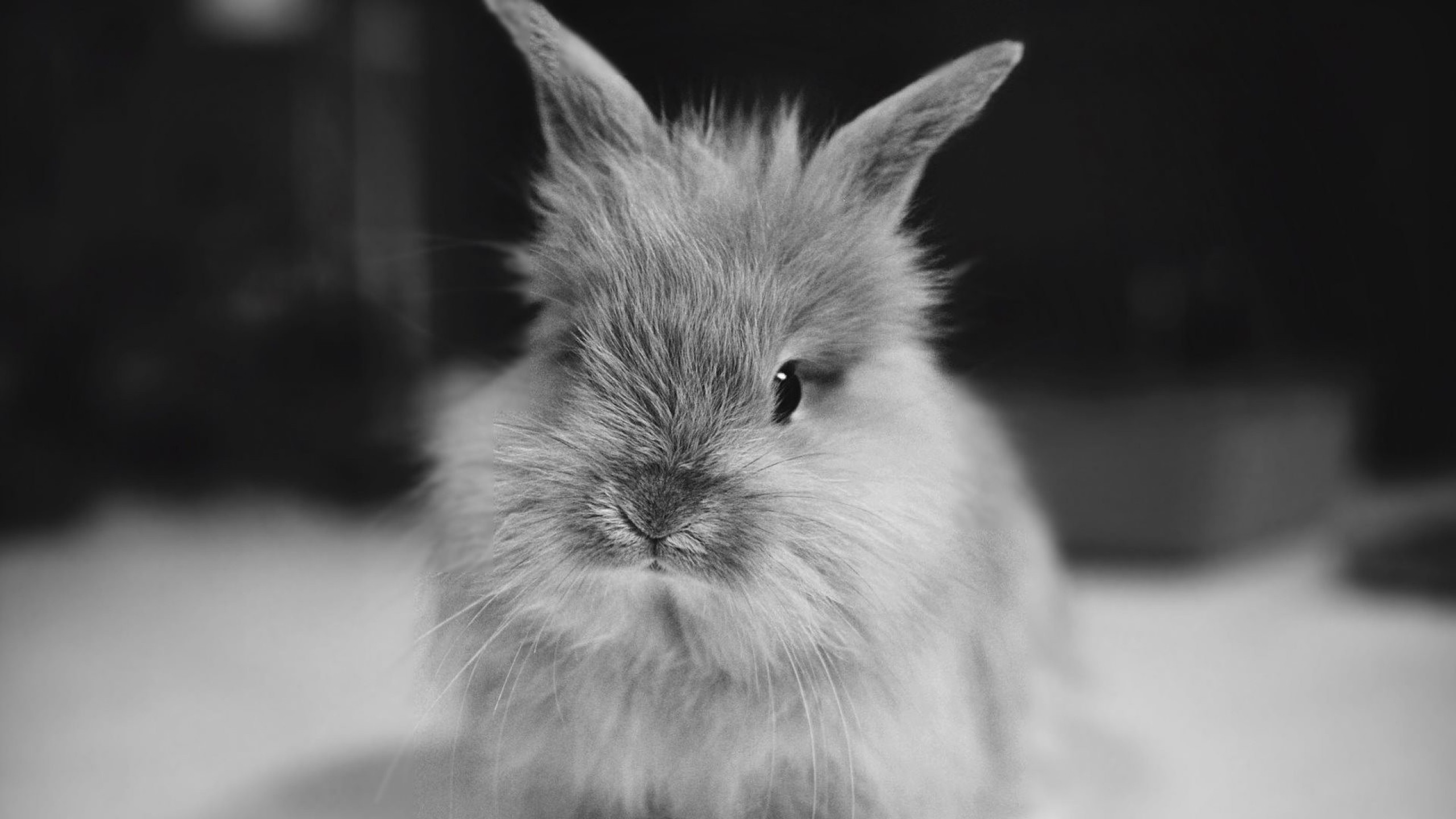 2560x1440  Wallpaper rabbit, small, furry, black white