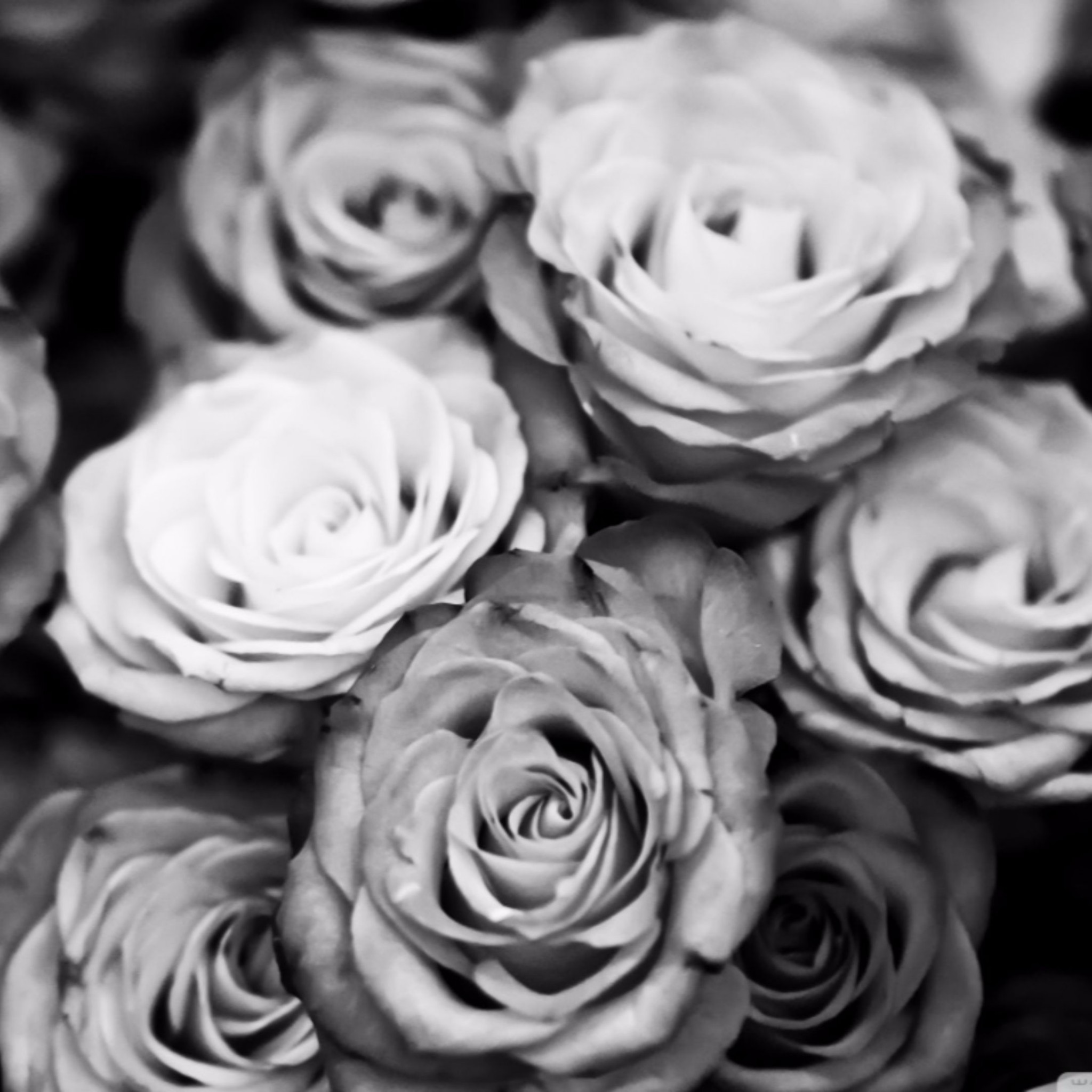 2048x2048 black and white rose iphone wallpaper