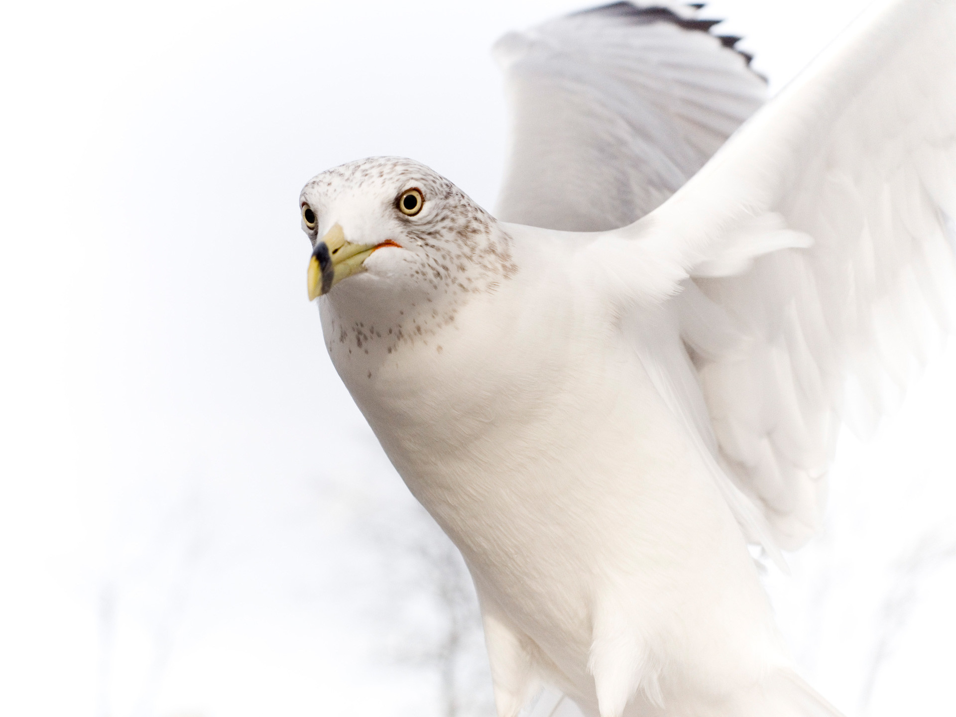 1920x1440 Dove Pure White Bird