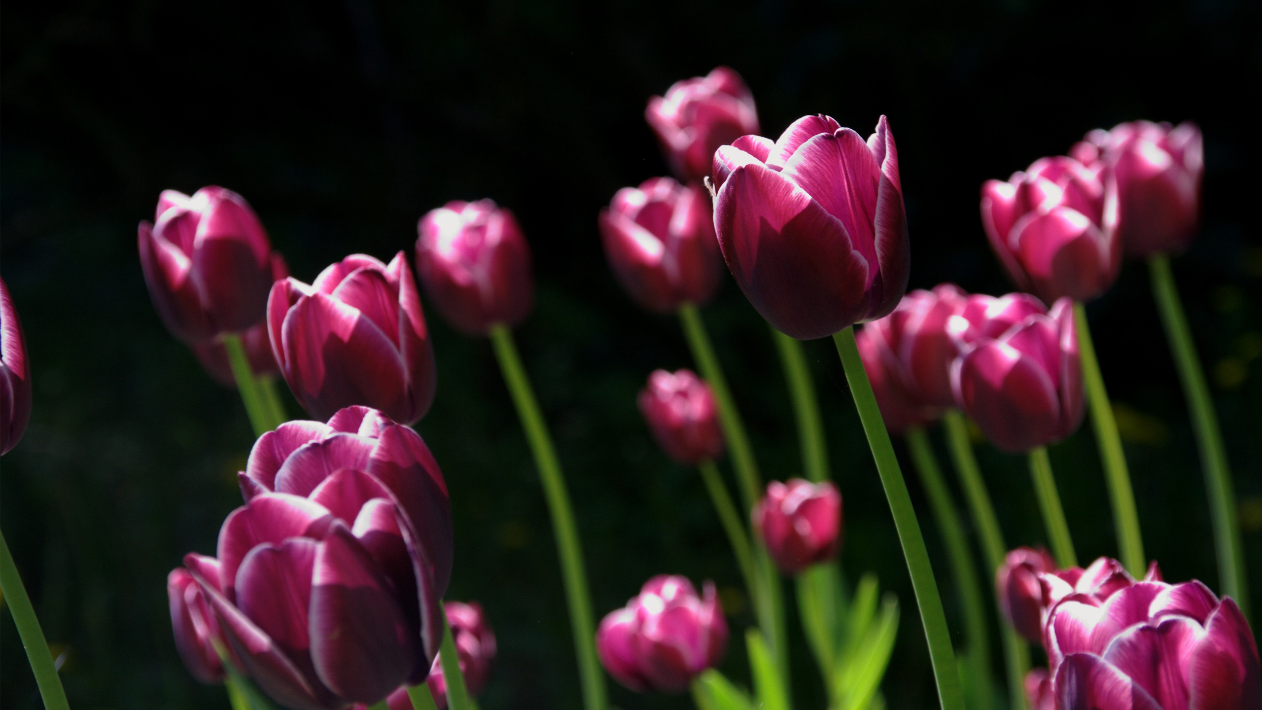 2560x1440 Spring Pink Tulips